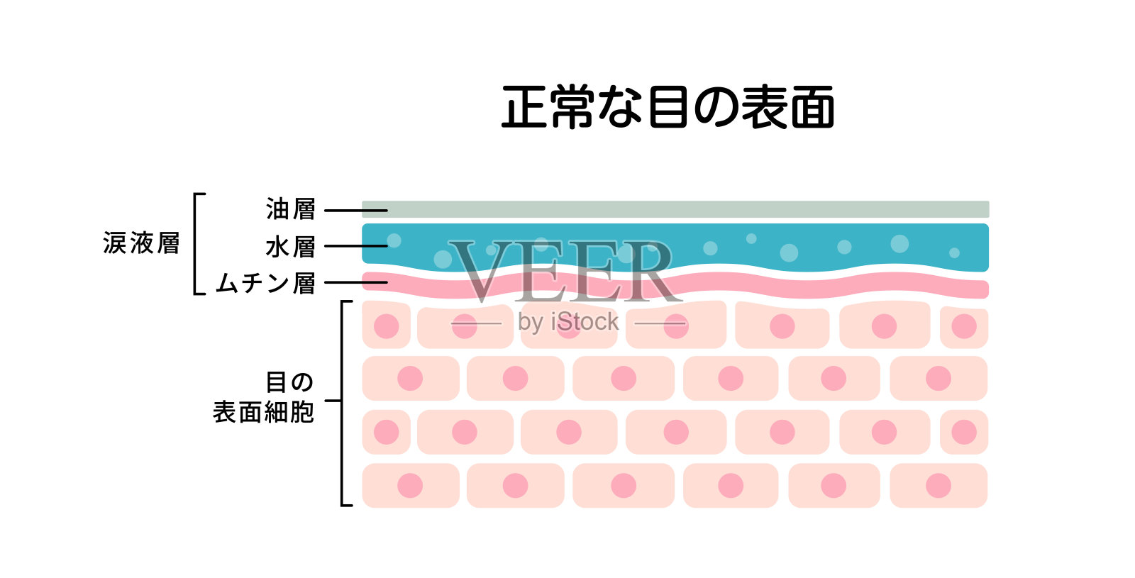 正常眼表面横切面。平面矢量插图(日语)插画图片素材
