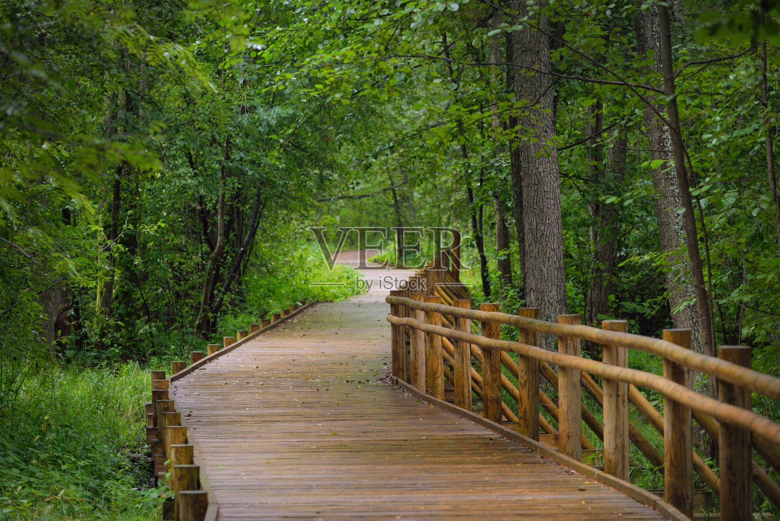 现代木制蜿蜒小径(木板路)穿过绿色的落叶树在公共公园。丹麦的环境保护。雨林、生态旅游、休闲、骑行、北欧徒步等主题照片摄影图片