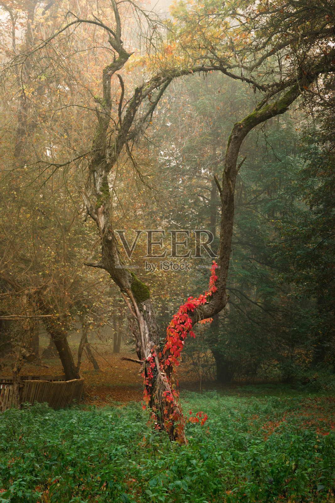 秋天的早晨在森林里照片摄影图片