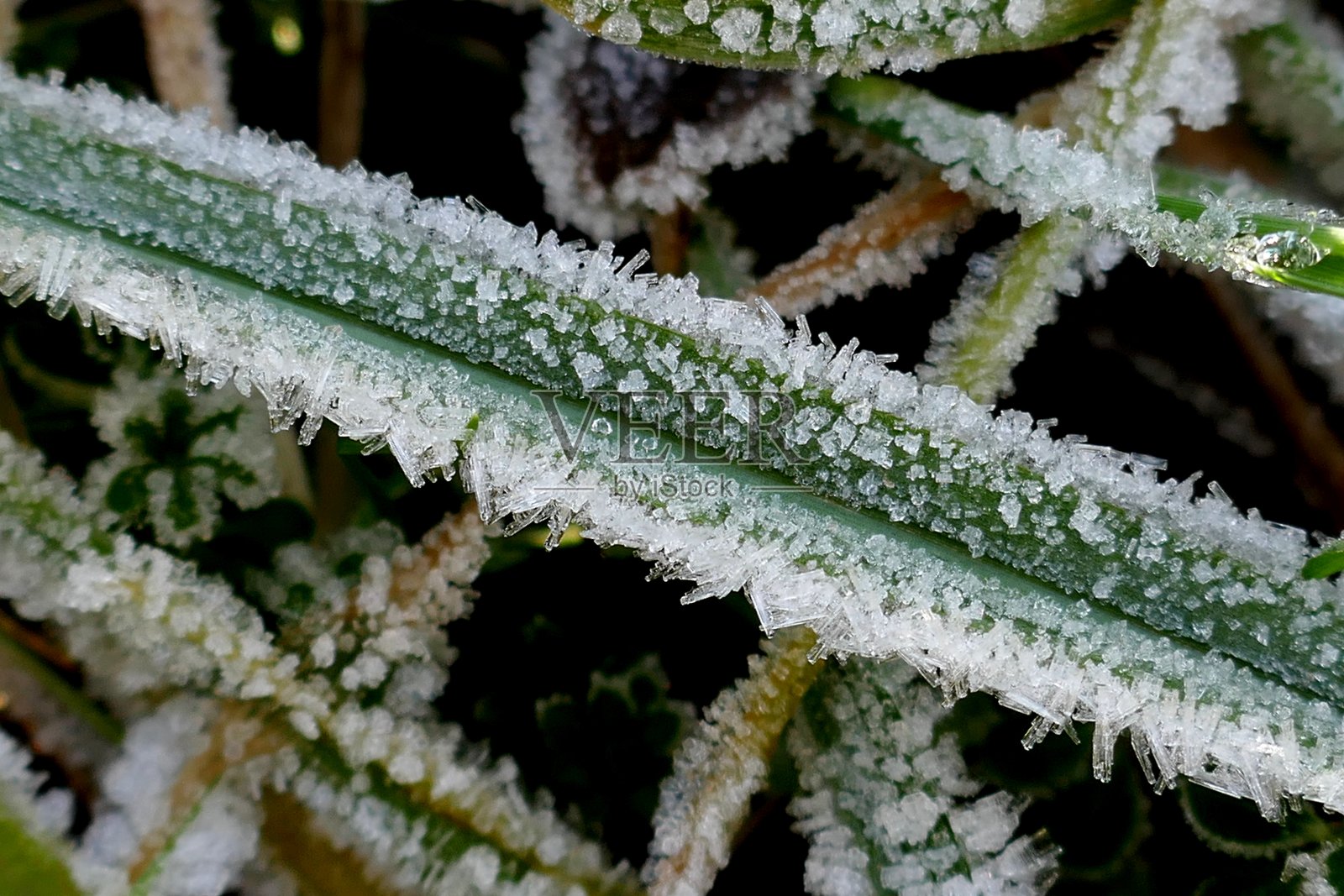 霜草的特写照片摄影图片