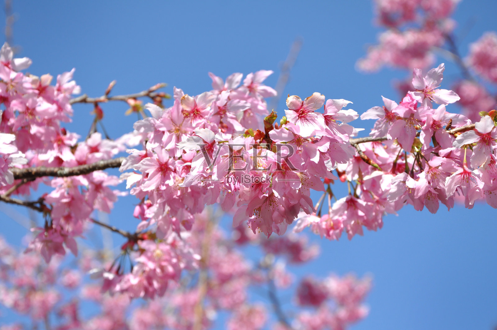 日本樱花盛开，春意盎然照片摄影图片