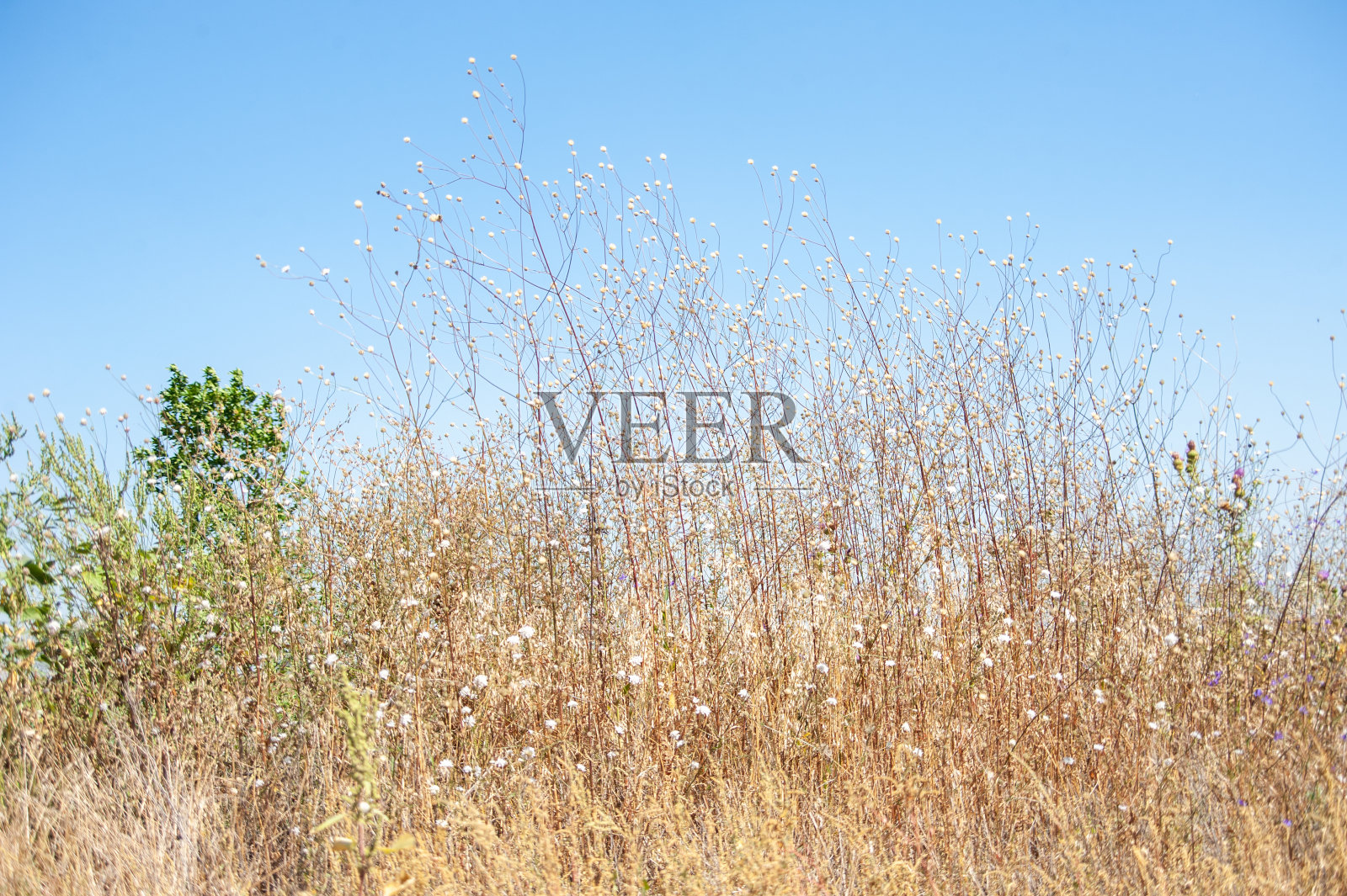 3 .天空下的野花照片摄影图片