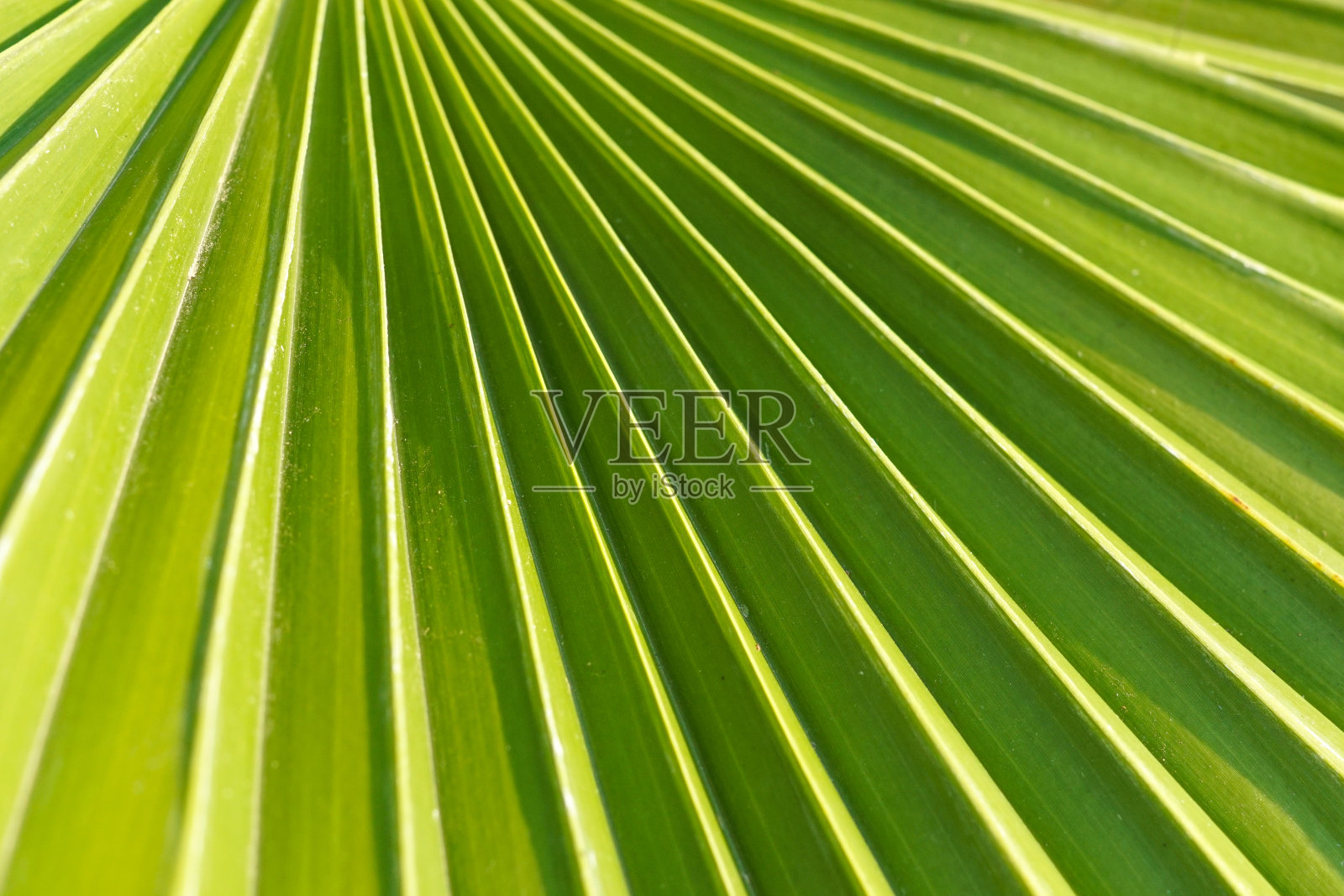 绿色棕榈叶的特写照片摄影图片
