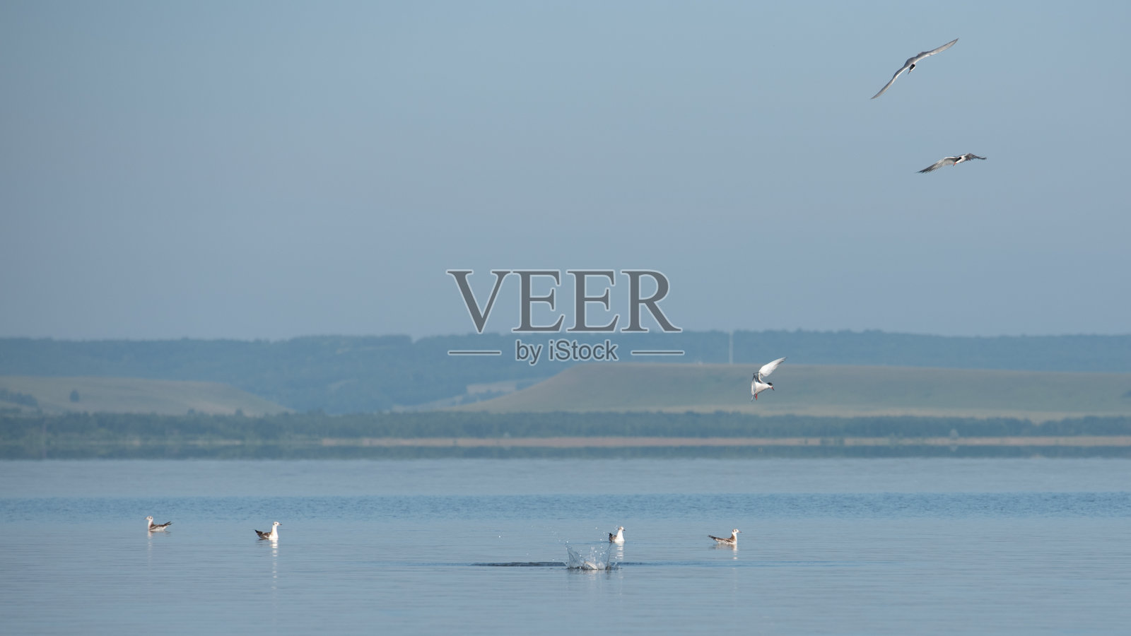 晴朗的夏日，湖面上的海鸥。夏天的风景。照片摄影图片