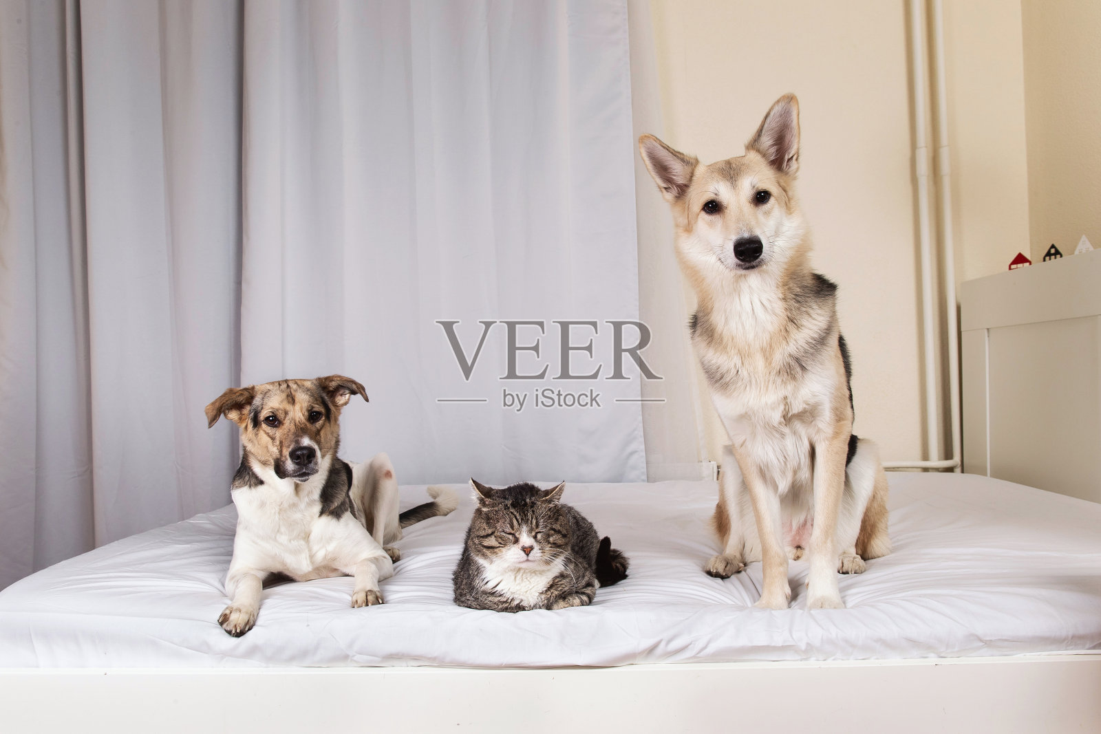 狗和老猫在床上休息照片摄影图片