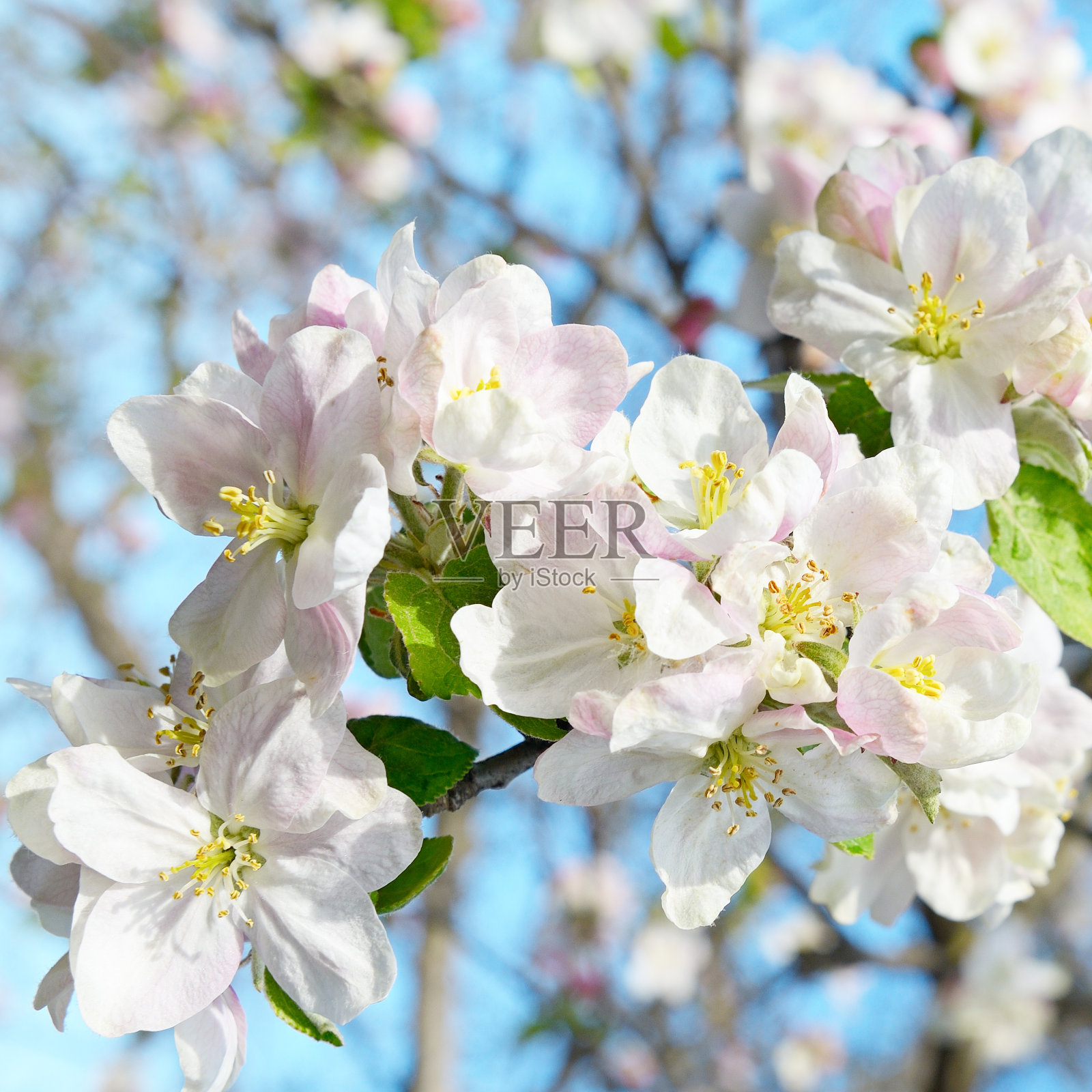春天开花的苹果树上模糊的背景。照片摄影图片