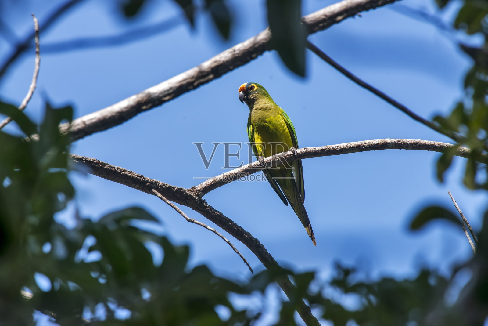 在圣埃斯皮里托的Linhares拍摄的桃子头长尾小鹦鹉。巴西东南部。照片摄影图片