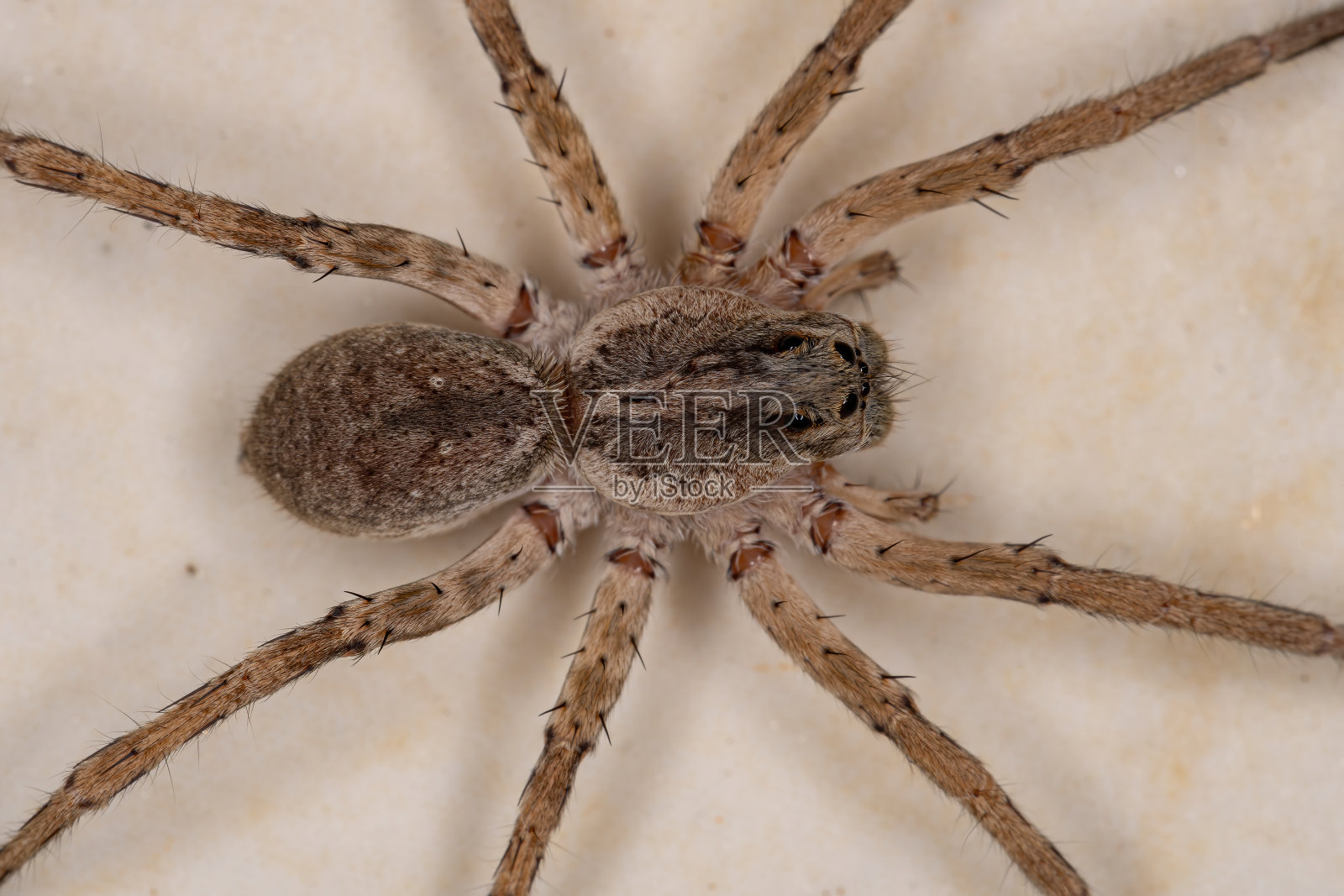 狼蛛照片摄影图片