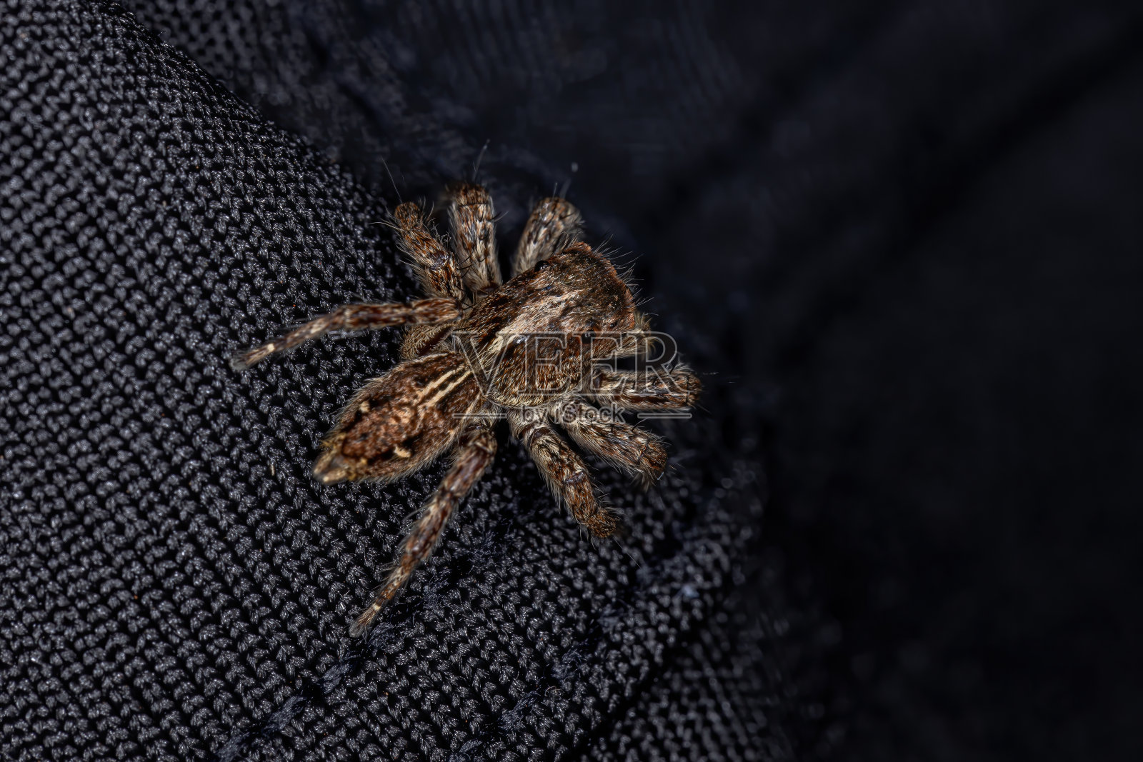 跳蛛照片摄影图片