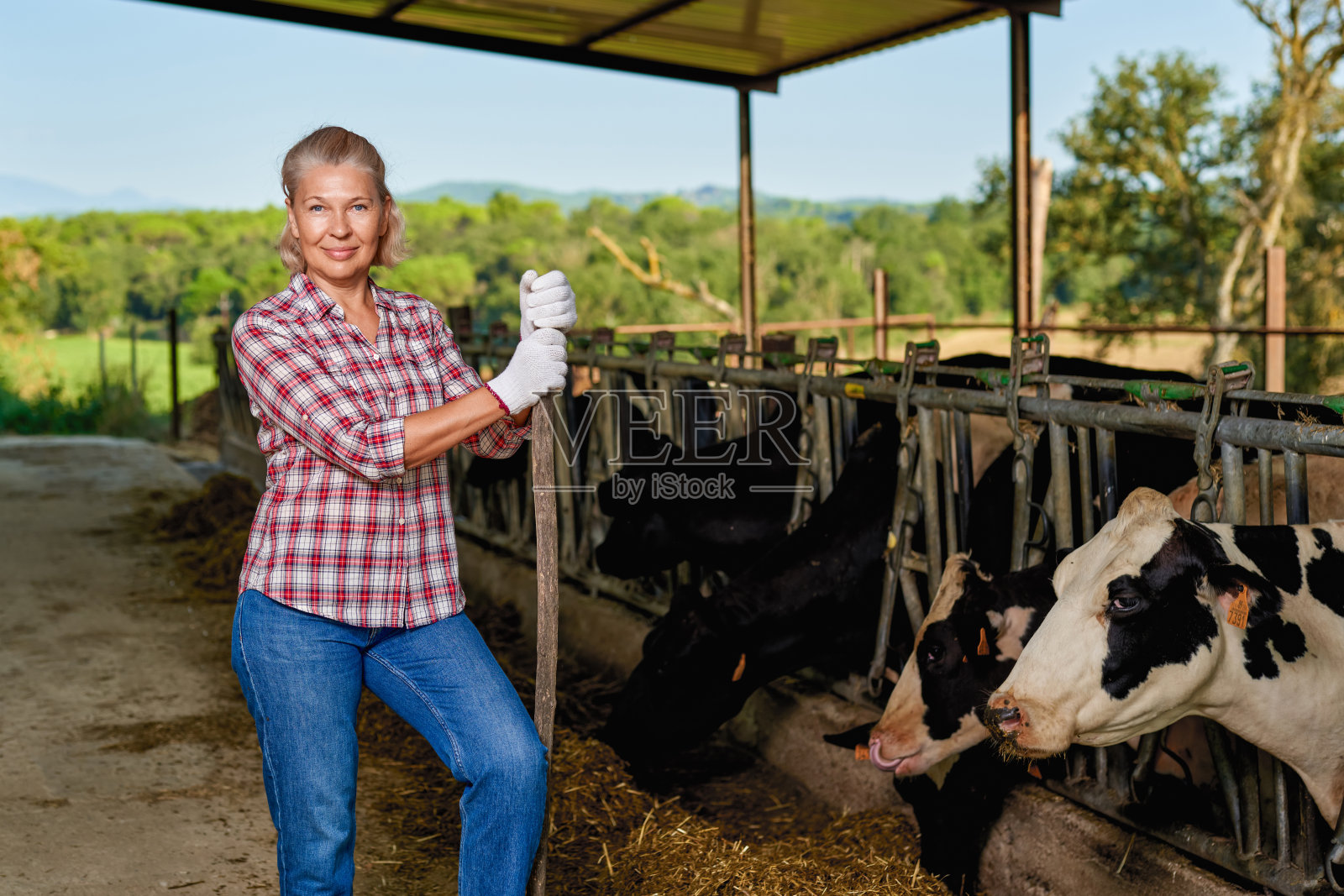 农妇在农场和奶牛一起工作照片摄影图片