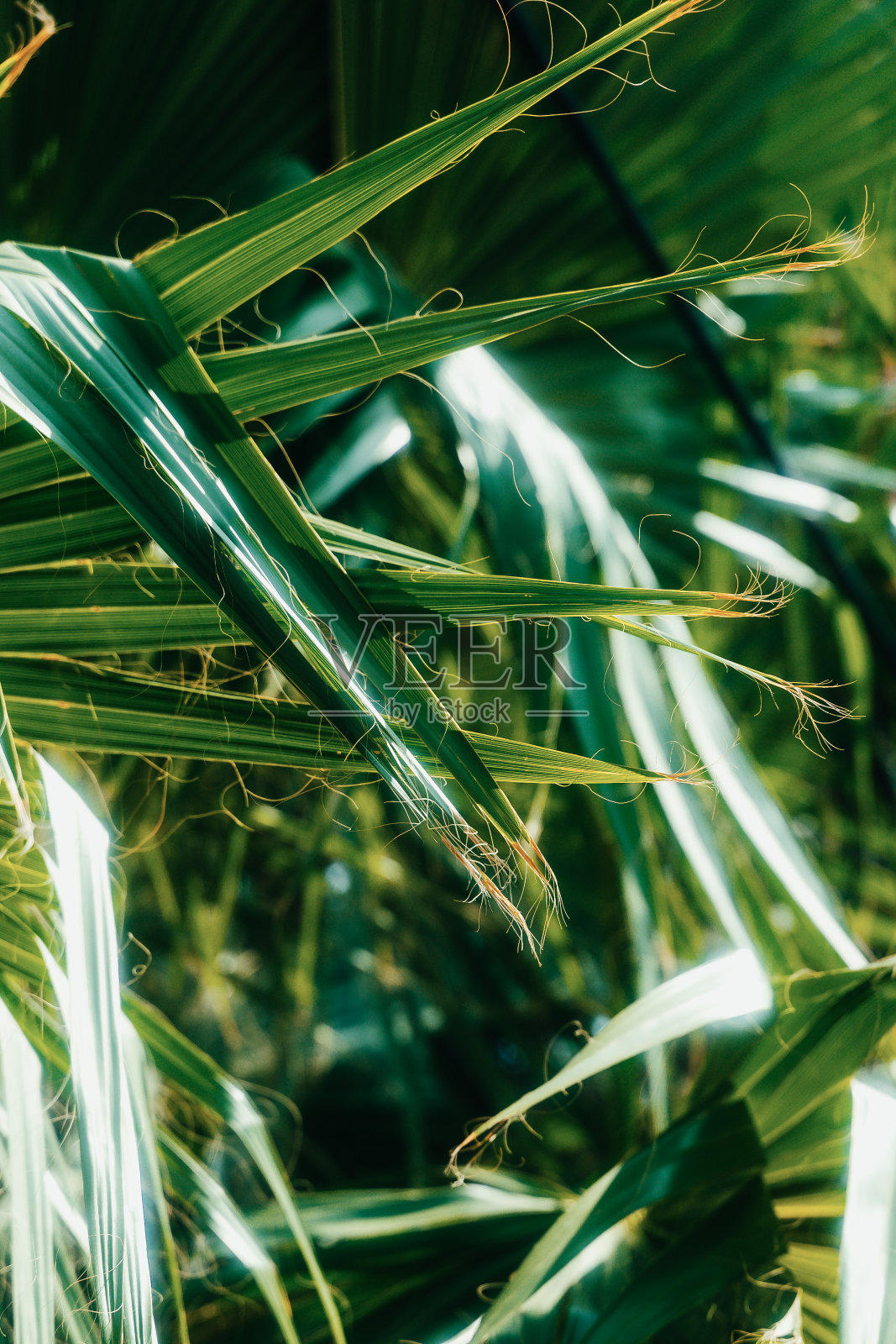 梦幻般的手掌背景照片摄影图片