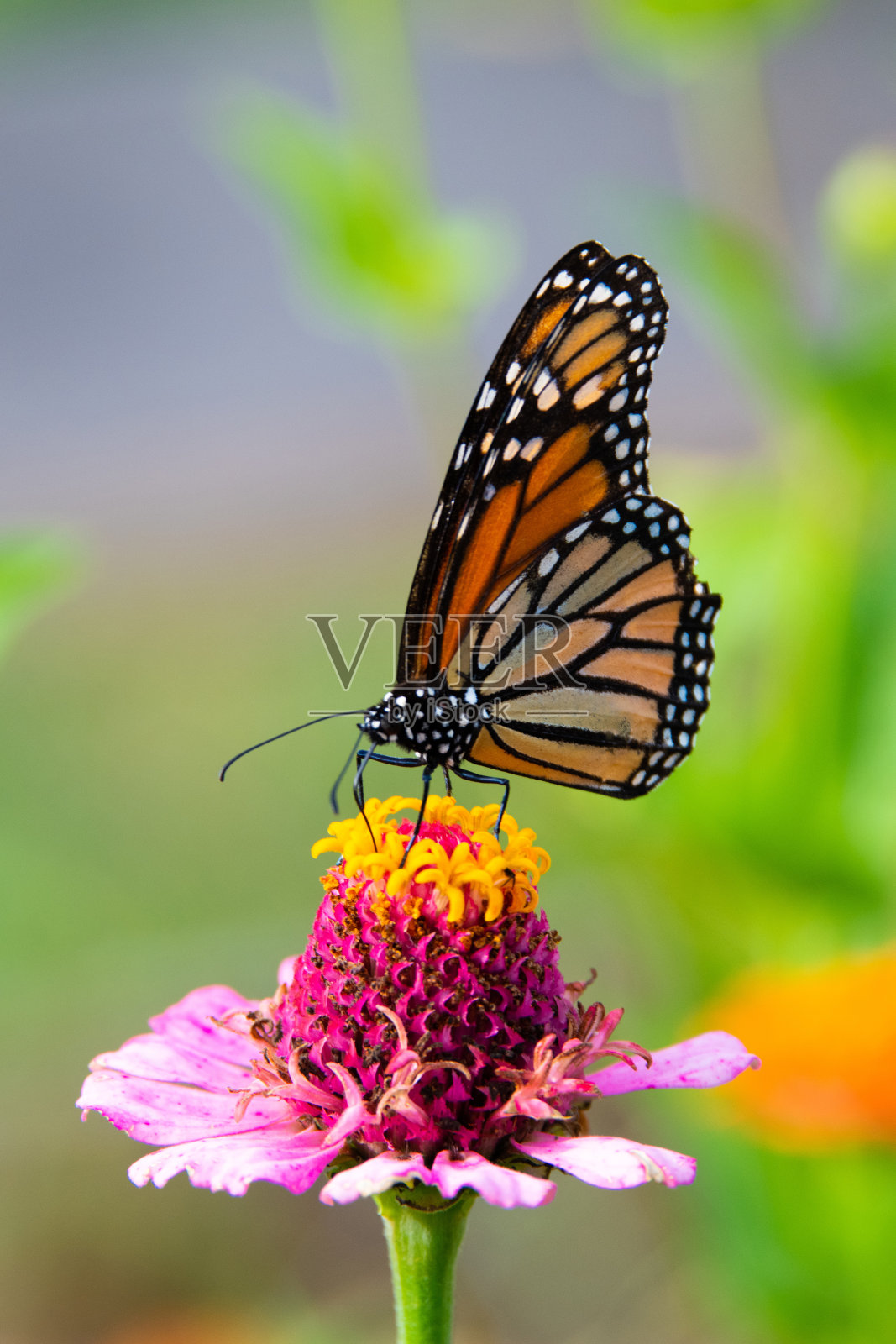 美丽的蝴蝶粉花-印第安纳州霍华德县照片摄影图片