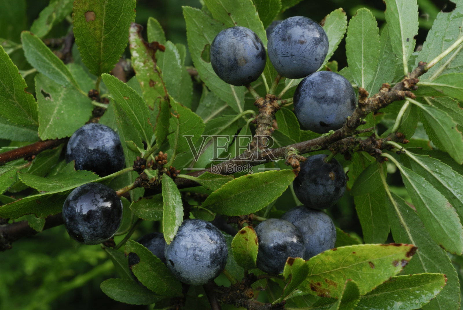 黑刺李照片摄影图片