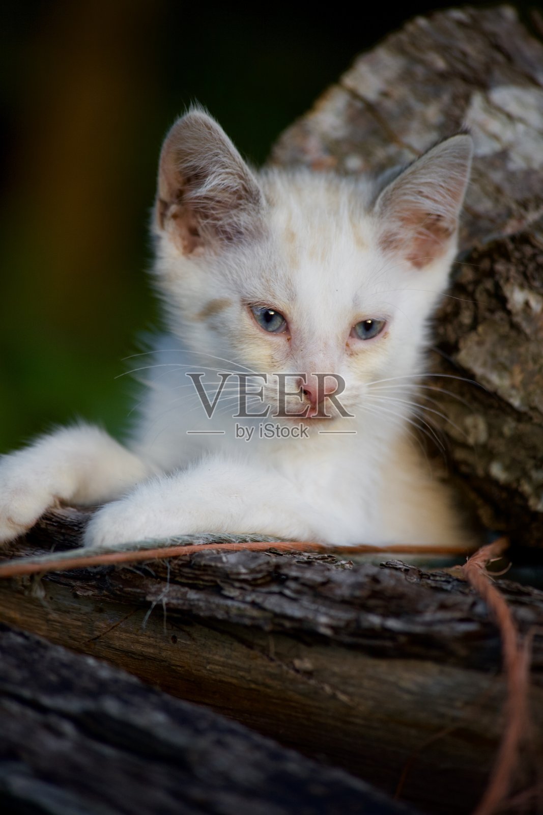 黄金小时小猫照片摄影图片