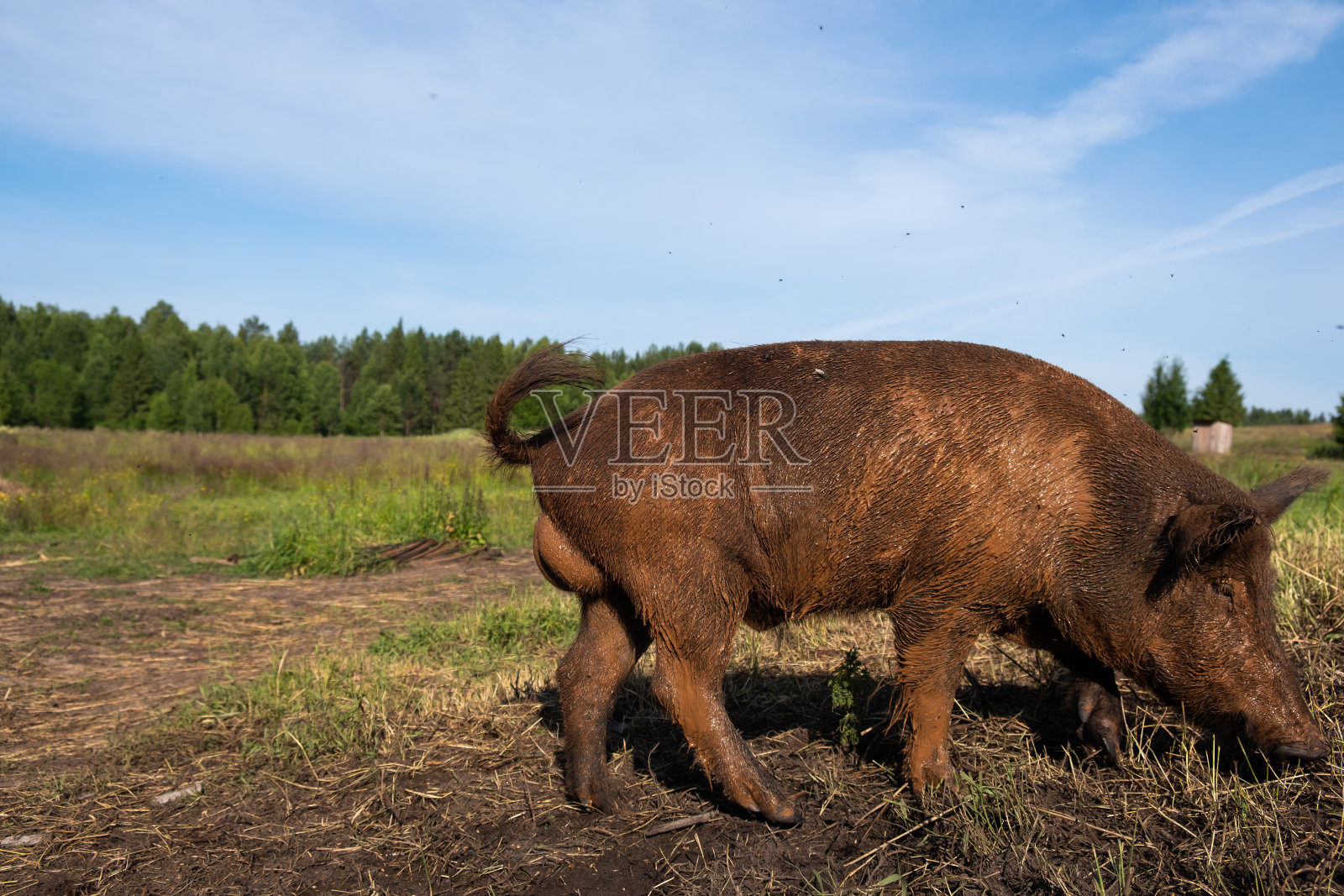 一只看起来像野猪的家猪走在街上照片摄影图片