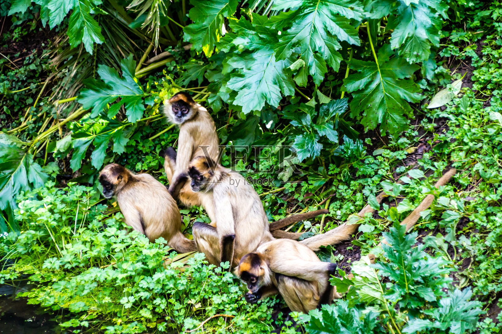 玻利维亚松鼠猴在他的地盘上巡逻。奥克兰动物园，新西兰奥克兰照片摄影图片
