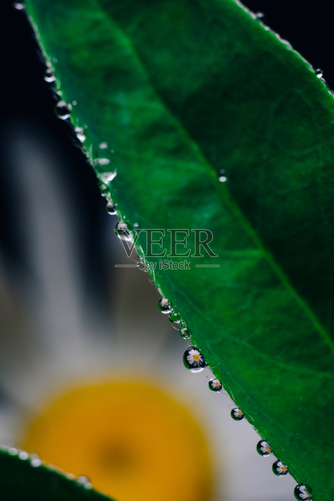 绿叶边缘上的小水滴。一张带有水滴的绿色植物的大图。照片摄影图片