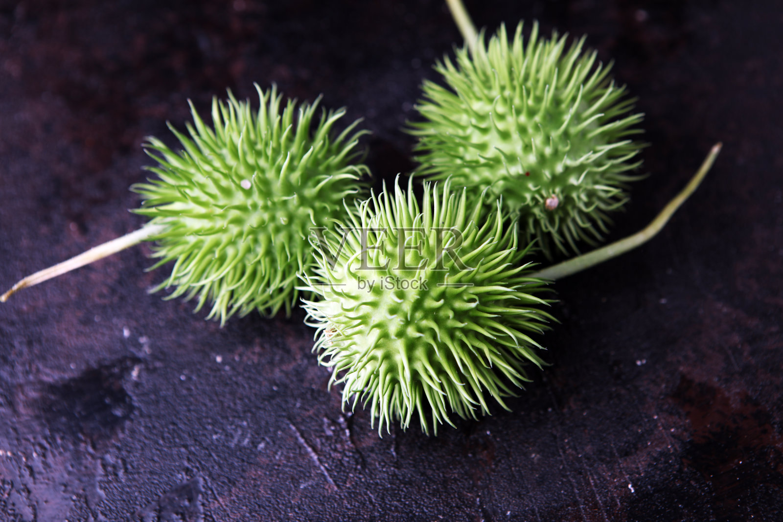 非洲Cucumis。野生黄瓜看起来像带刺的绿色黄瓜。野生黄瓜棘囊病照片摄影图片