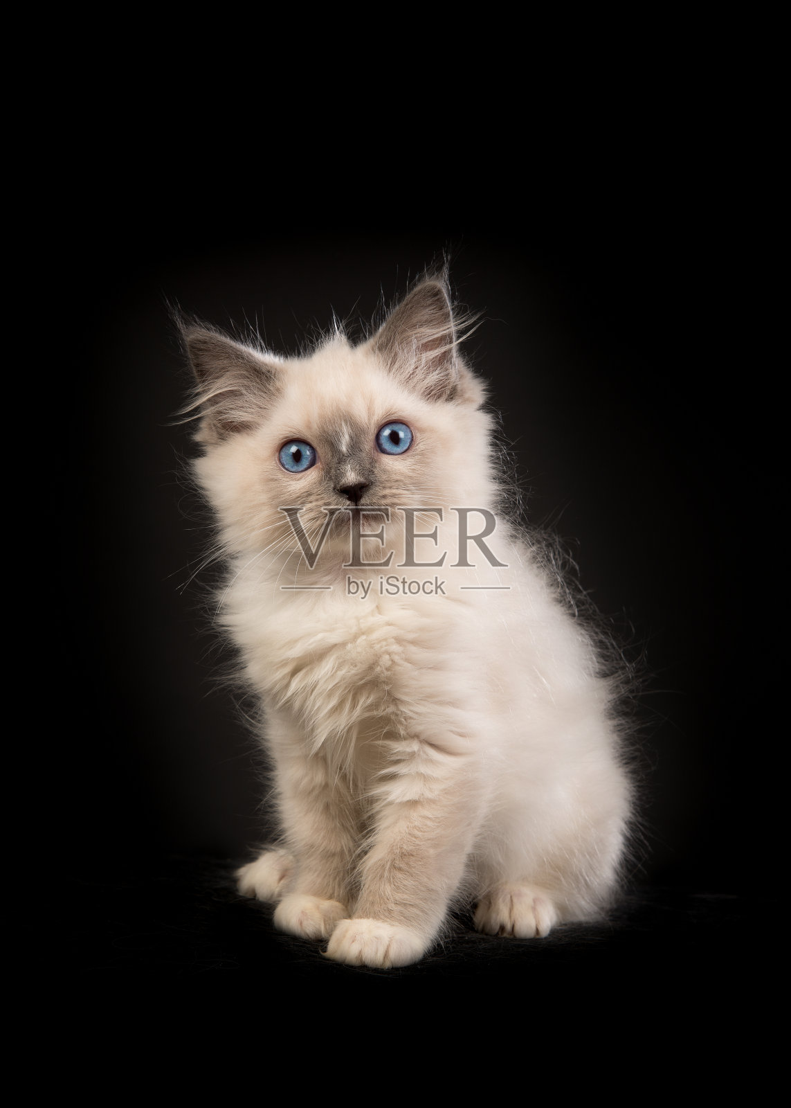 布娃娃小猫，蓝色的眼睛面对着镜头坐在黑色的背景前照片摄影图片