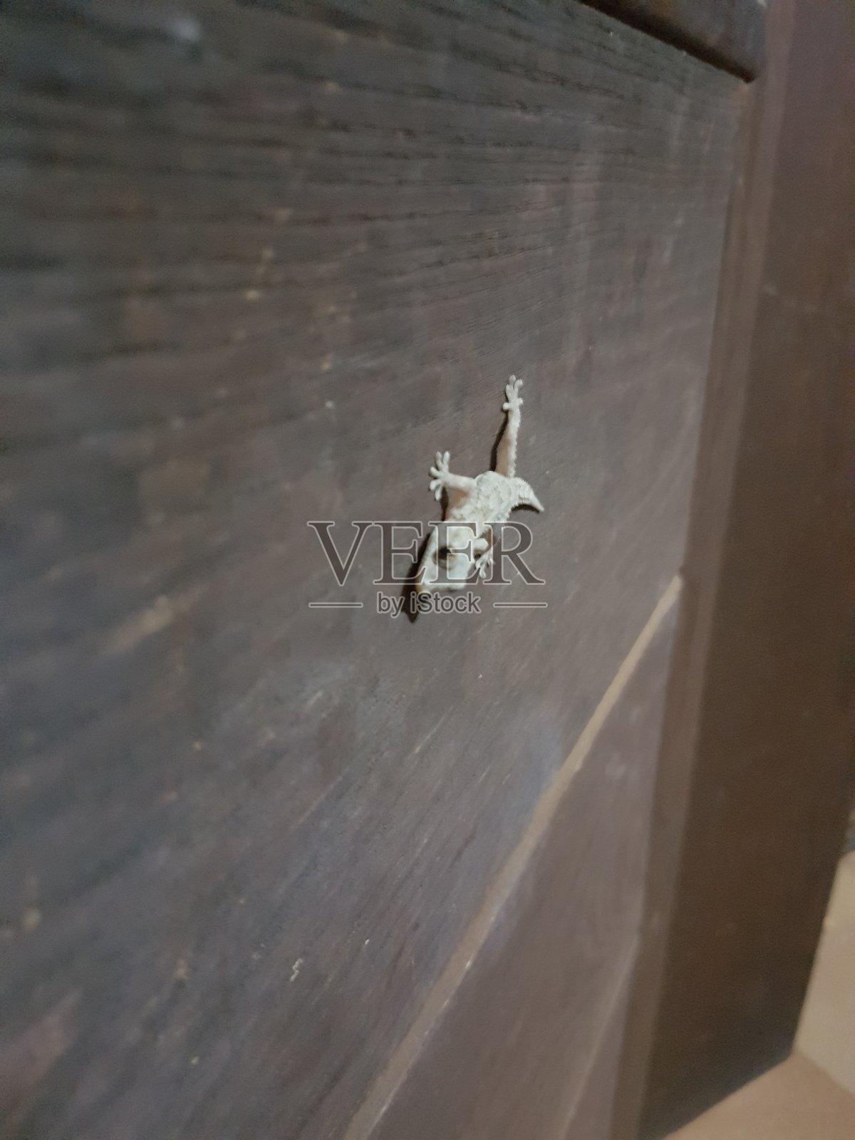 壁虎照片摄影图片