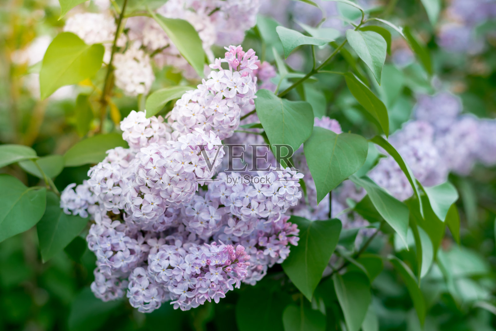 丁香花在绿色背景上的选择焦点照片摄影图片