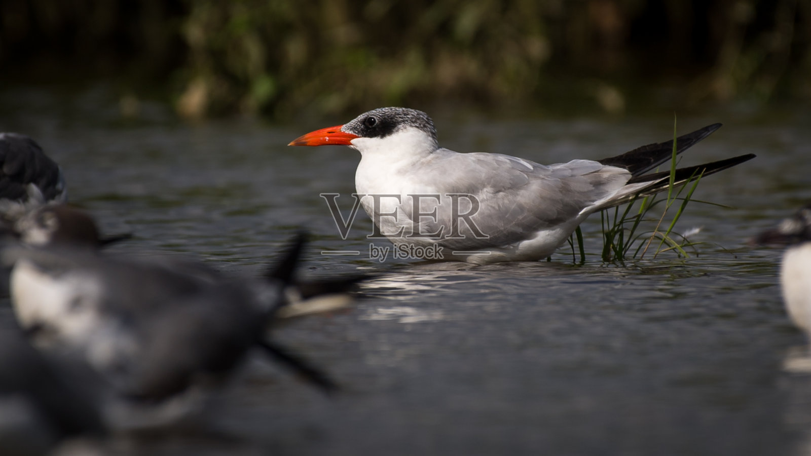 飞行中的普通燕鸥照片摄影图片