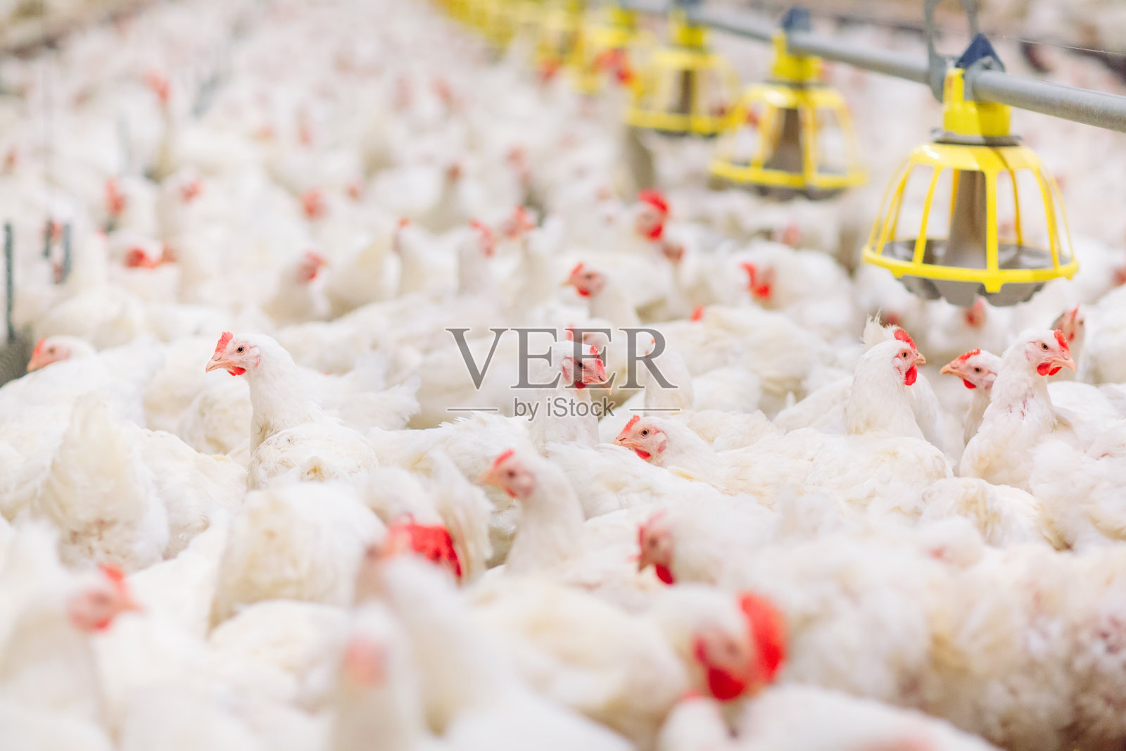 大型室内现代化养鸡场，喂鸡。照片摄影图片