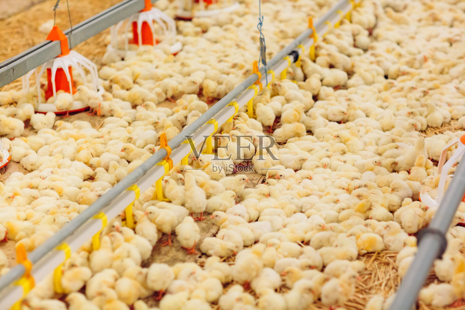 大型室内现代化养鸡场，喂鸡。照片摄影图片