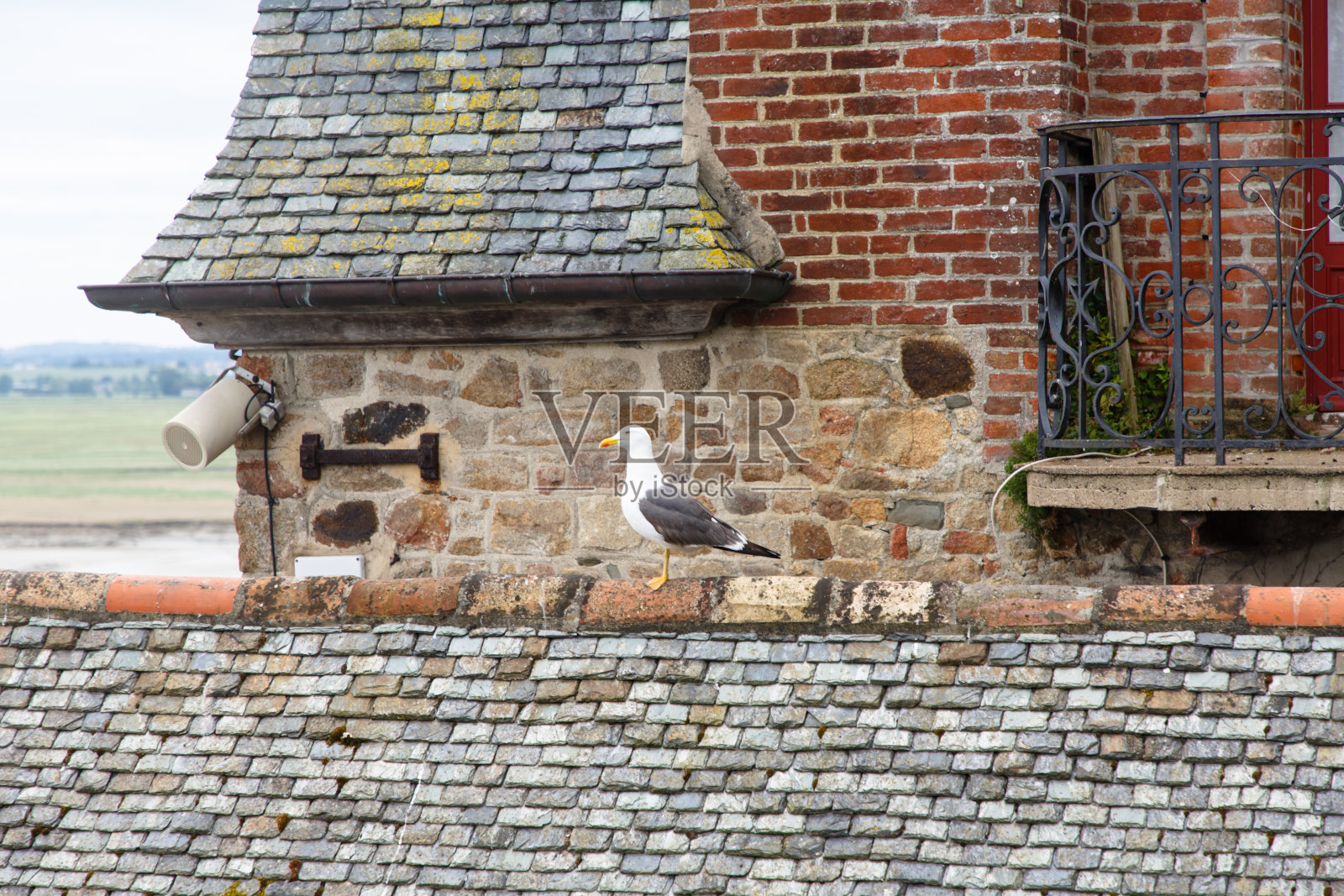 一只海鸥坐在一所房子的瓦片屋顶上照片摄影图片