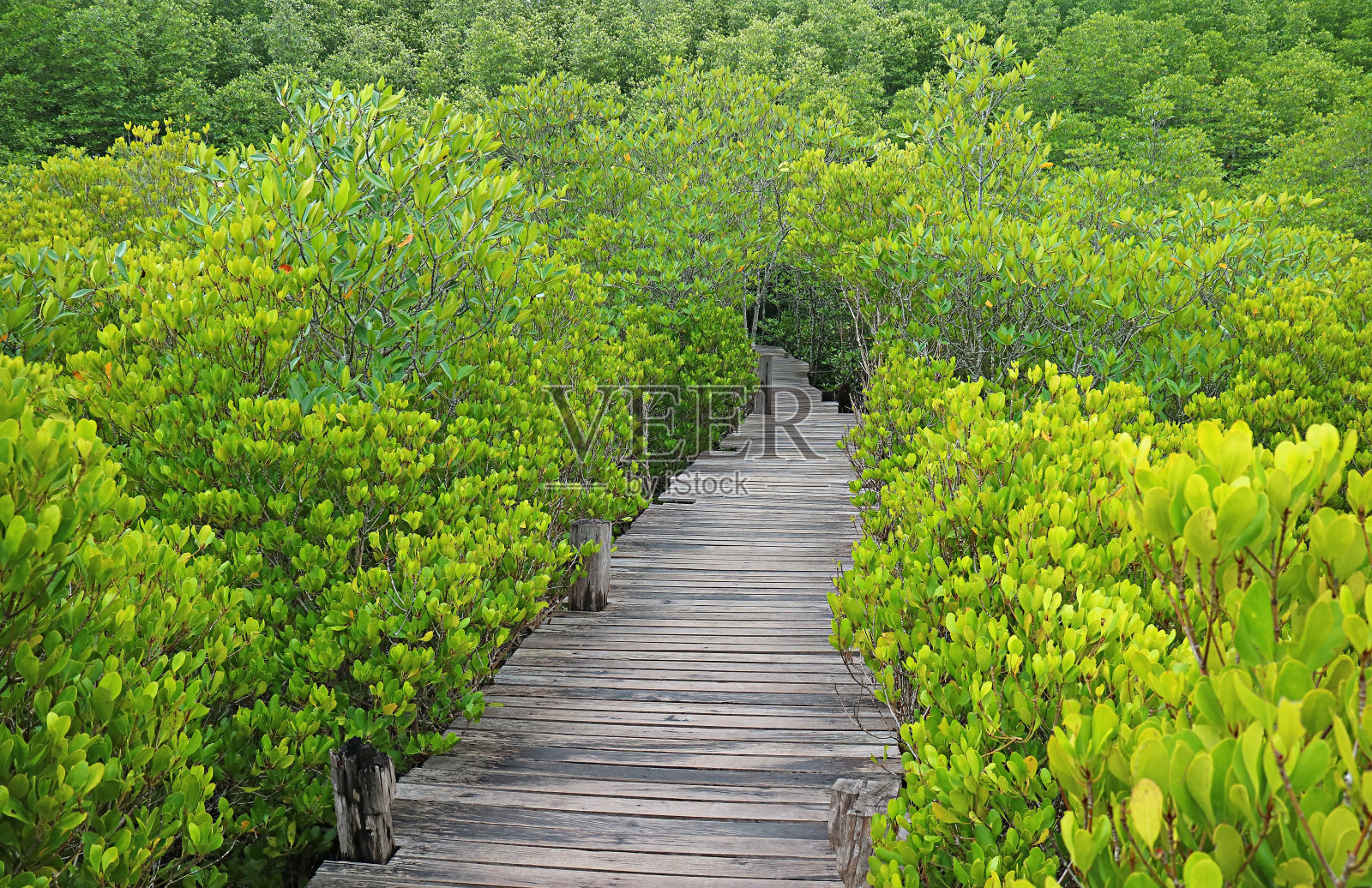 空旷的木板路之间充满活力的绿色印度红树林或刺红树林，泰国罗永省照片摄影图片