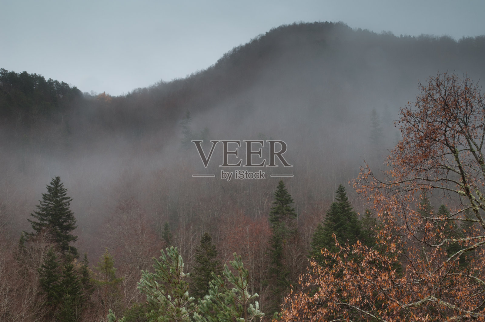 维奥山谷的山脉和森林。照片摄影图片