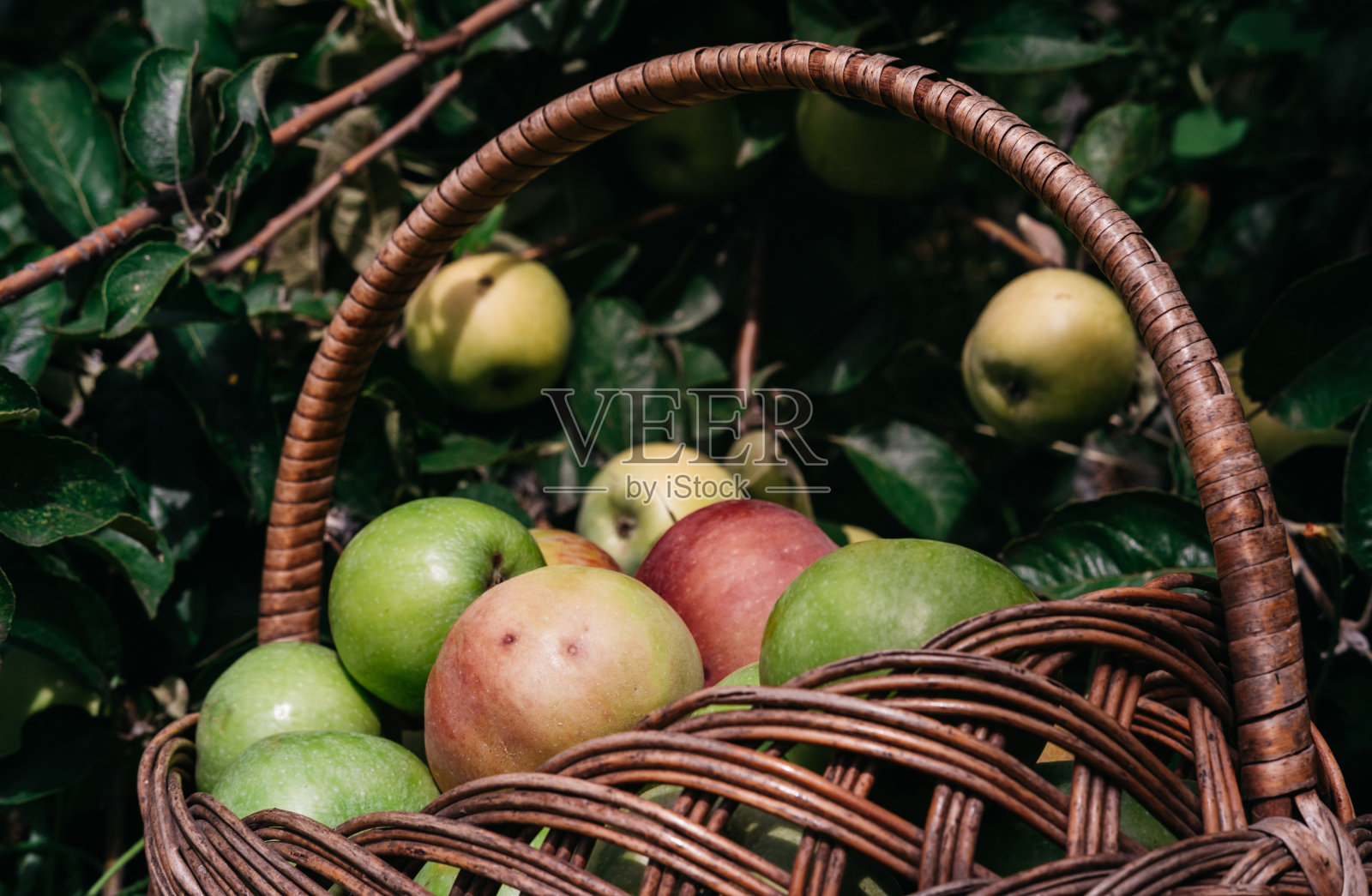地上的苹果树旁边有一个篮子，里面装着新鲜的红绿相间的苹果。苹果在夏季或秋季收获，时令水果鲜美芬芳，在花园里的果树中。照片摄影图片