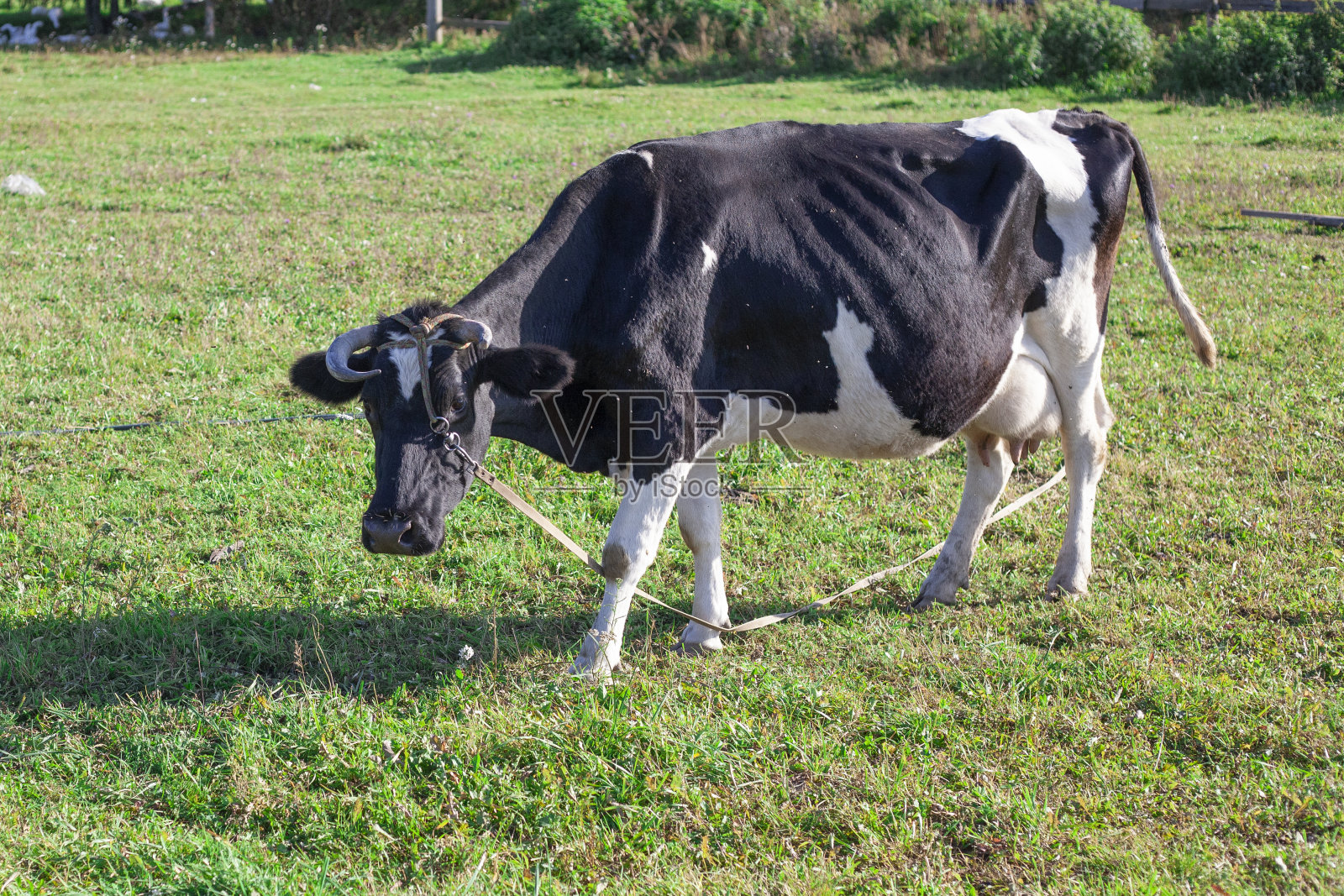 农场里的奶牛。一头牛在草地上吃草。照片摄影图片