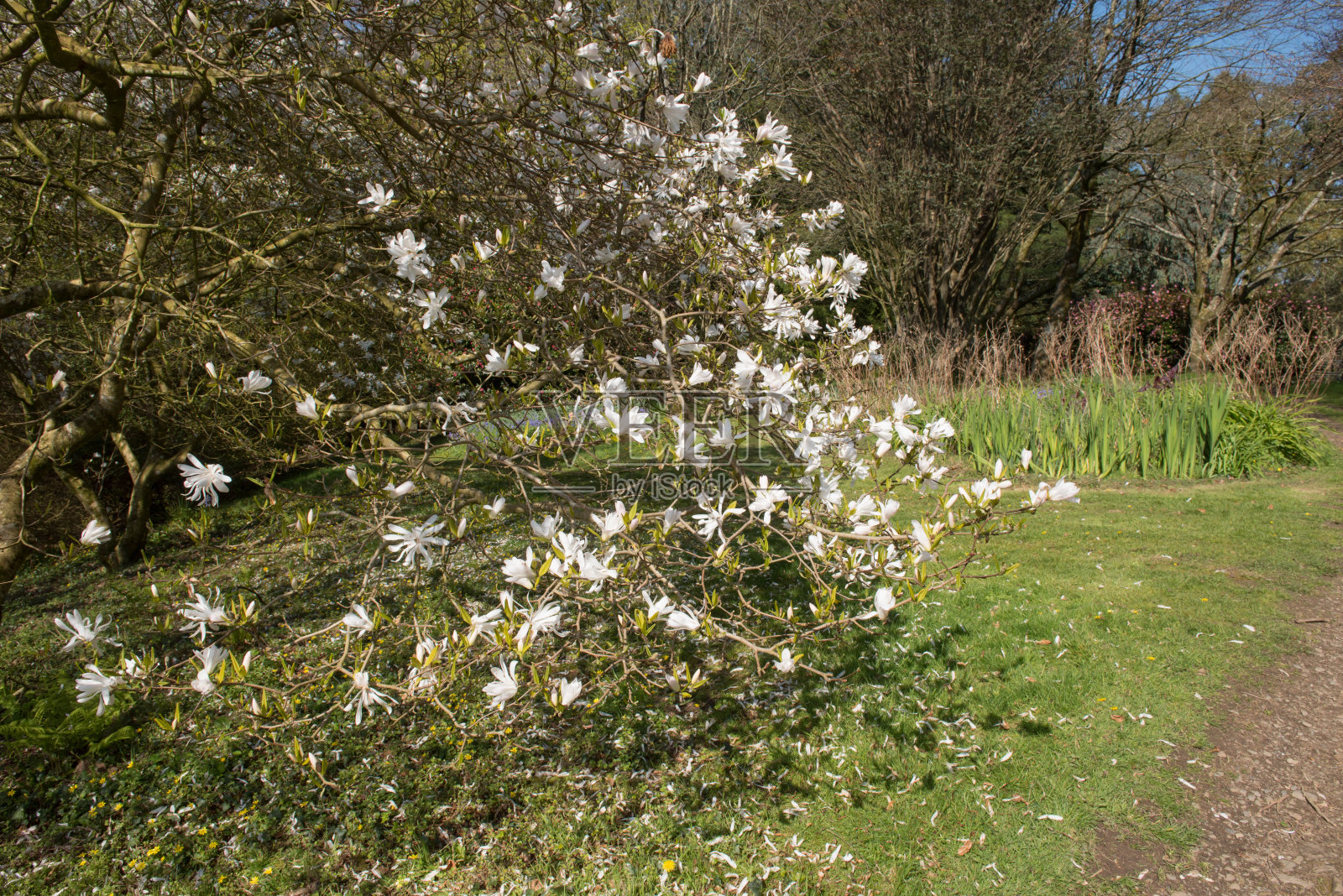在英国德文郡乡下的乡村别墅花园中生长的落叶松玉兰花(木兰)的白色春天花照片摄影图片