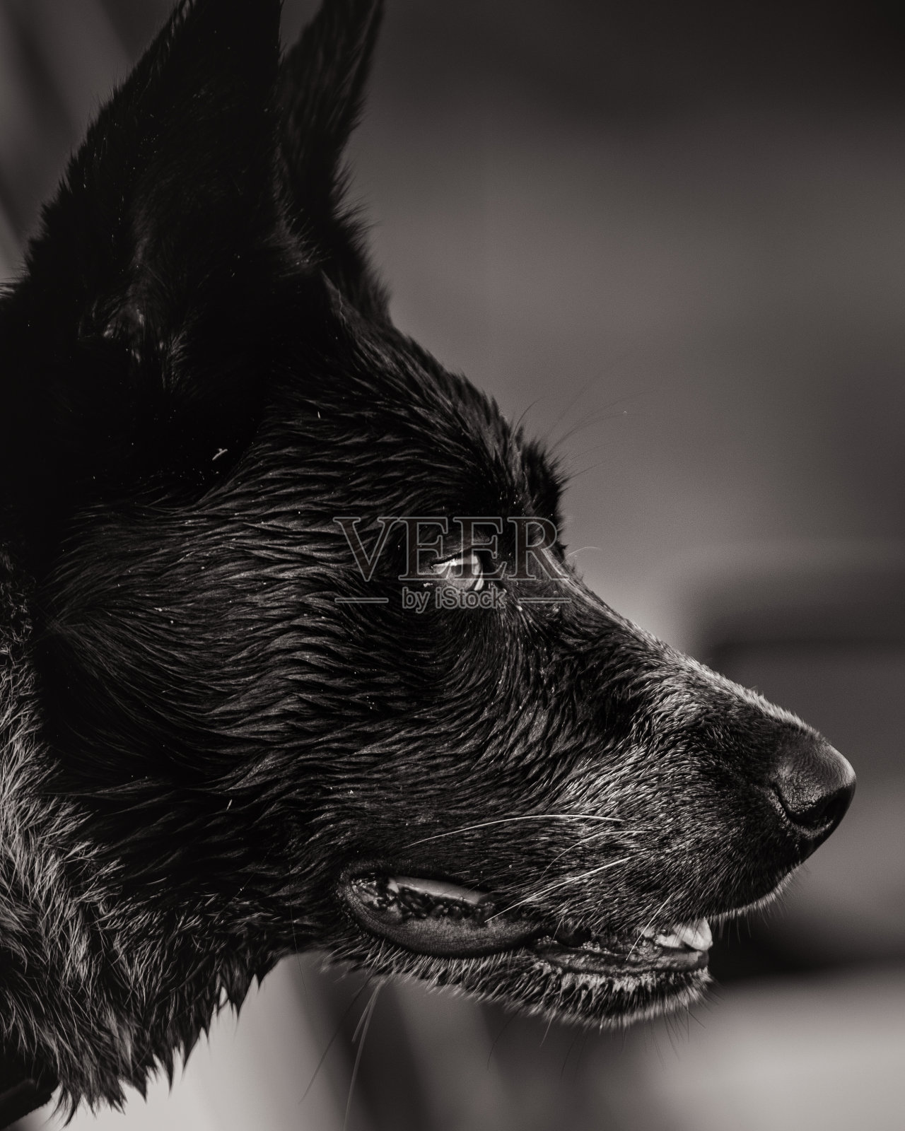 边境牧羊犬的肖像照片摄影图片