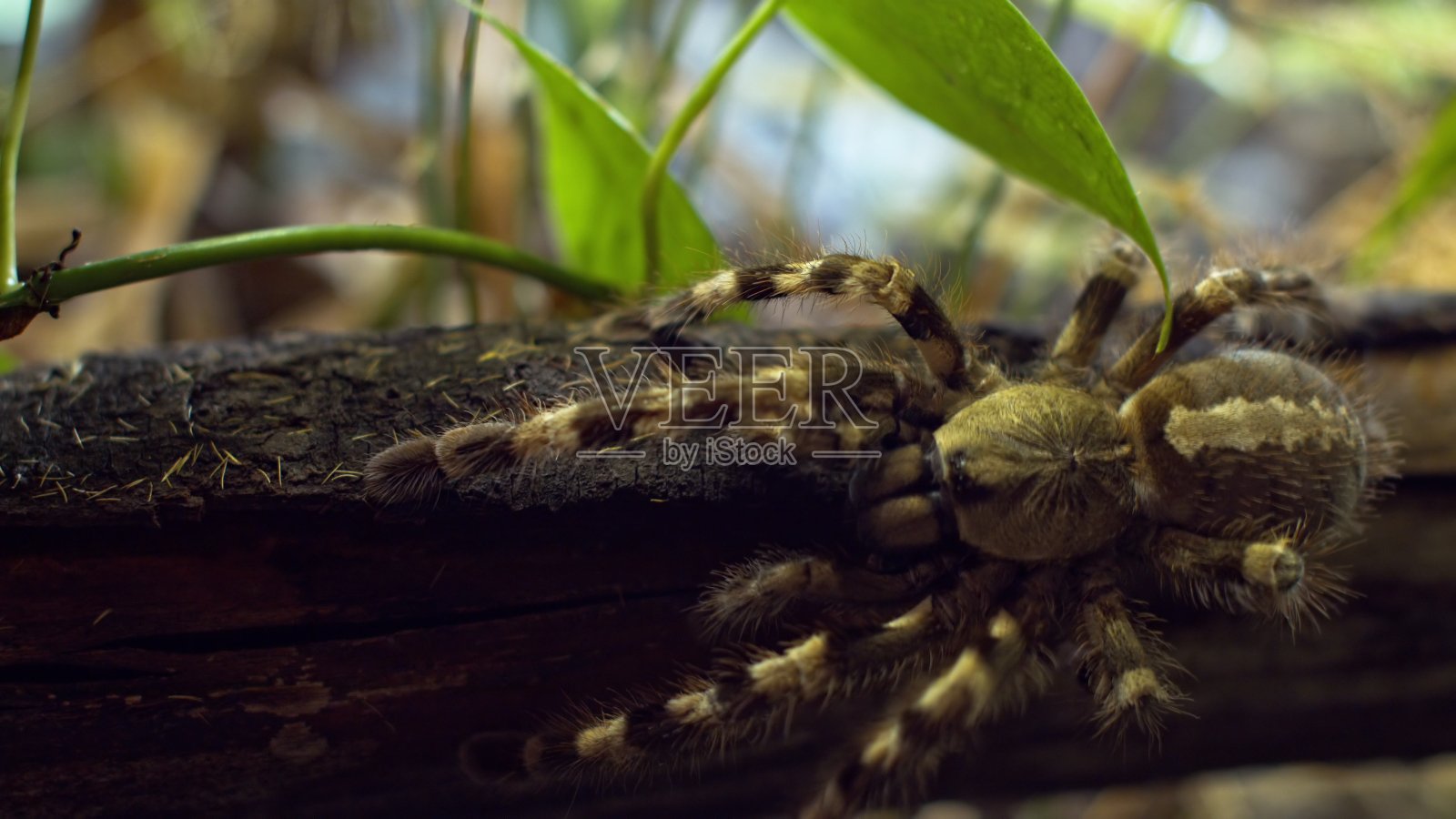 一只大蜘蛛爬进了蛛网上的一个洞里。宏。房子的害虫。关闭。这是森林的灾难。生照片摄影图片