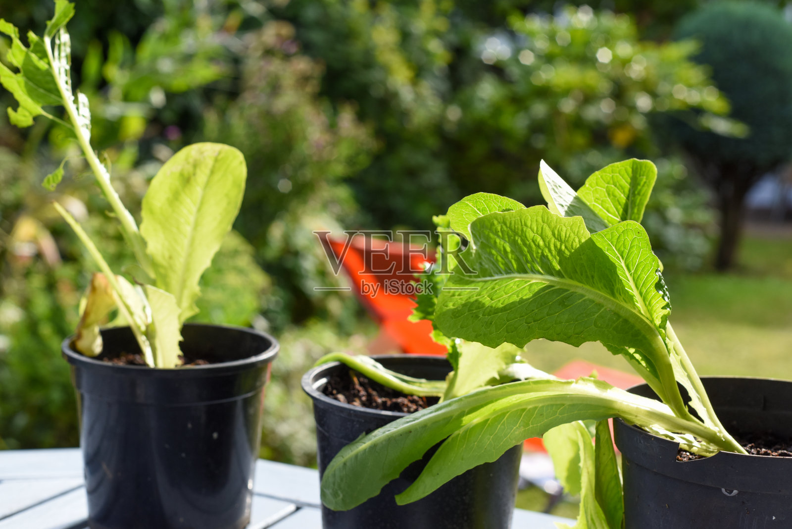在菜园里种菜照片摄影图片