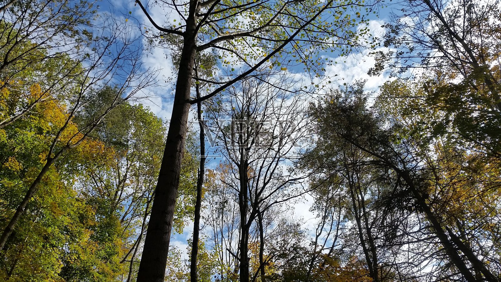 树冠照片摄影图片
