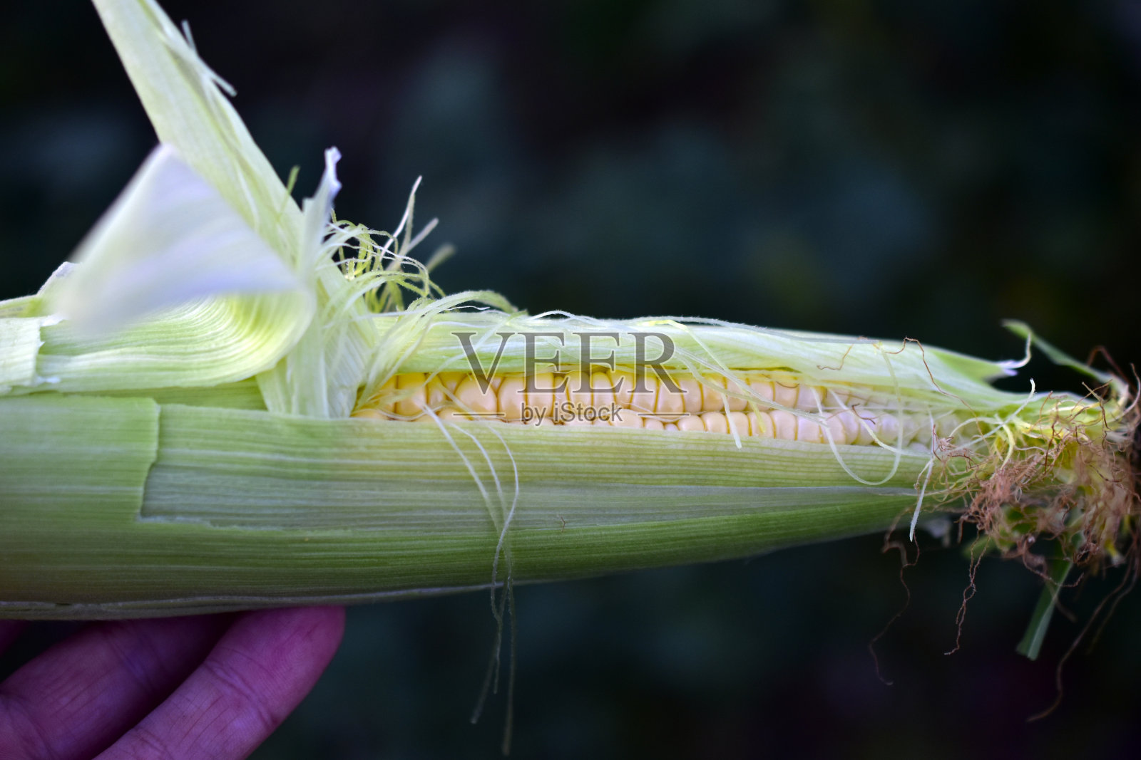 一个男人手里拿着一根成熟的黄色玉米芯照片摄影图片
