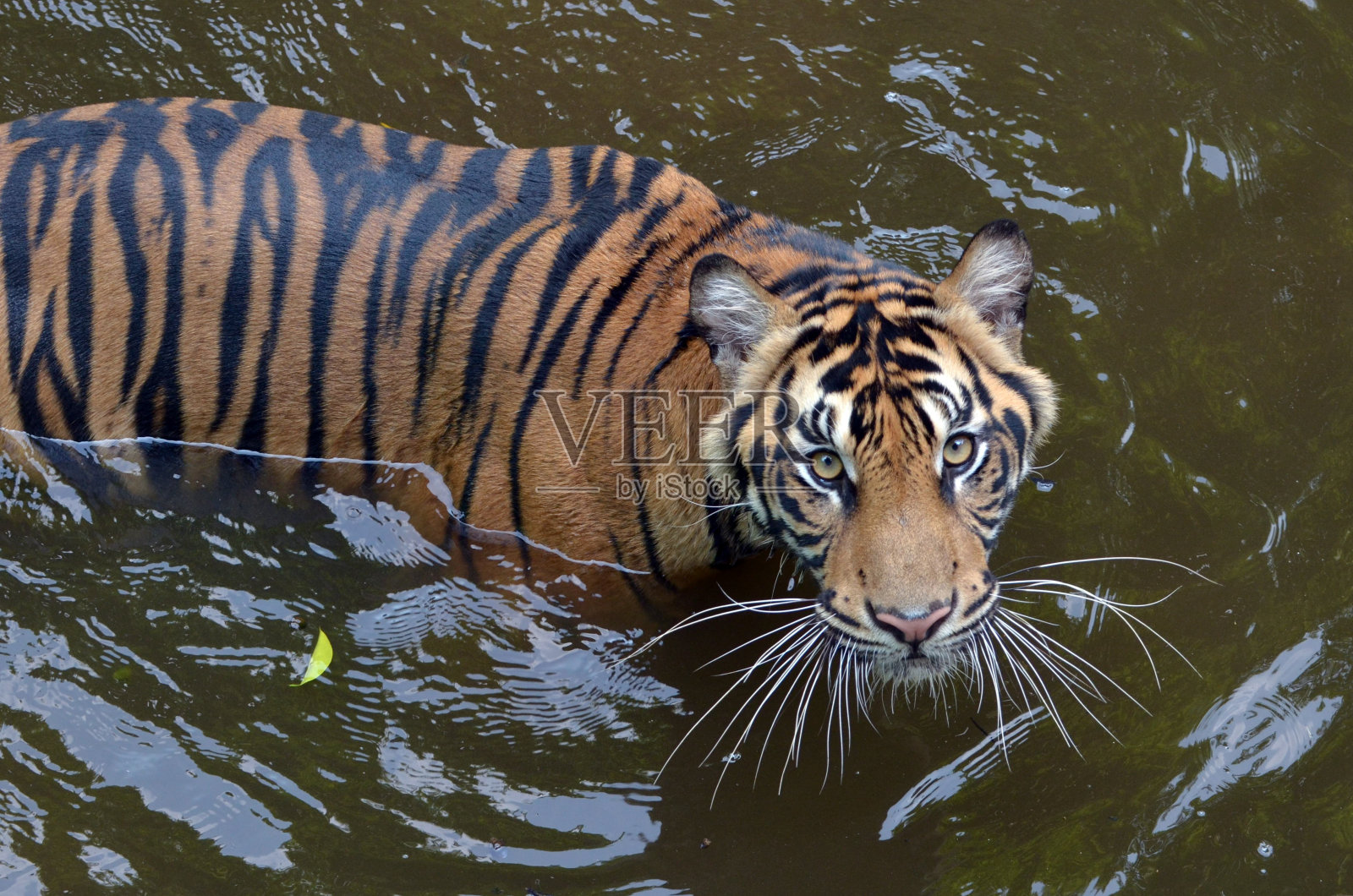 老虎在河里游泳照片摄影图片