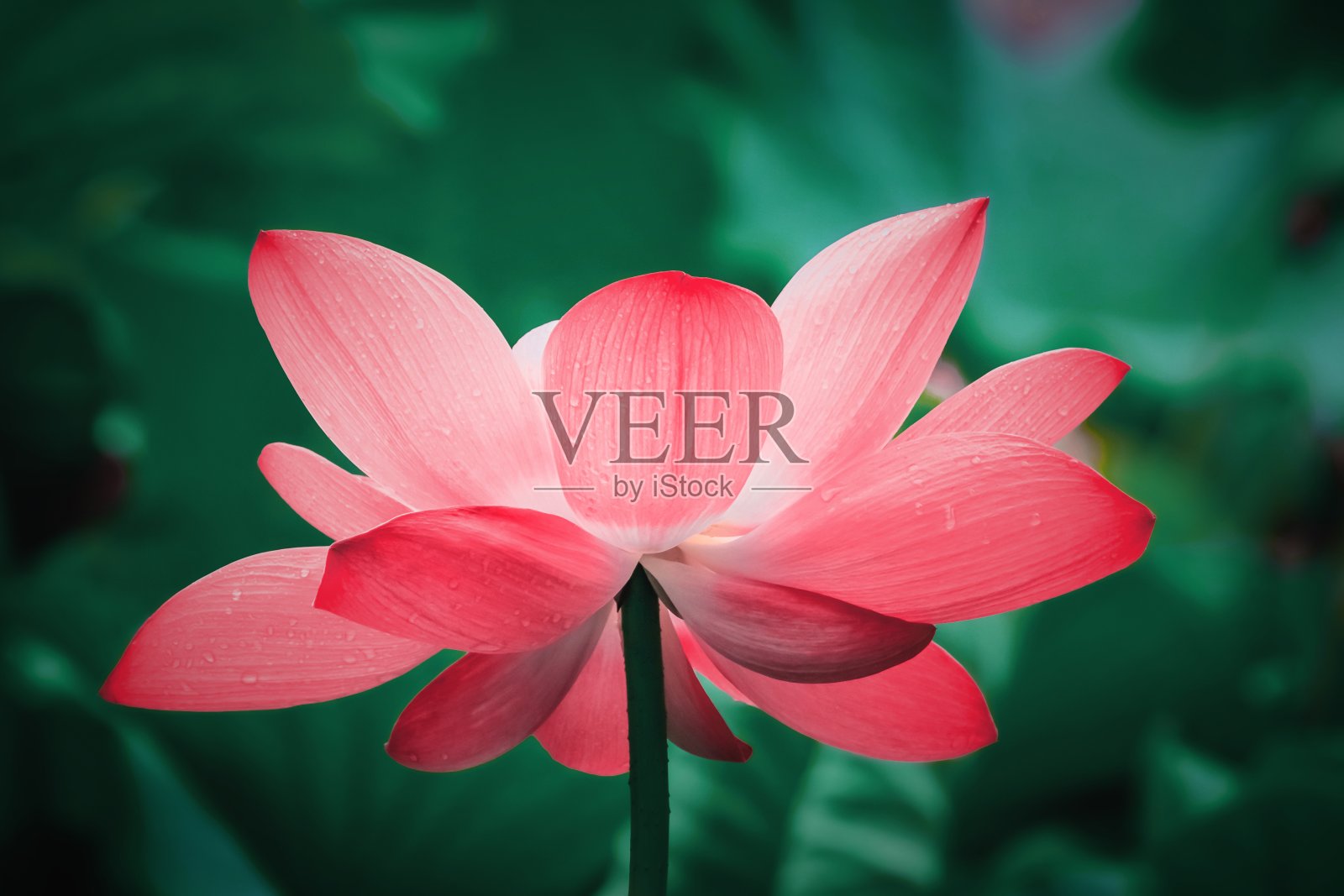 夏日池塘里的荷花盛开照片摄影图片