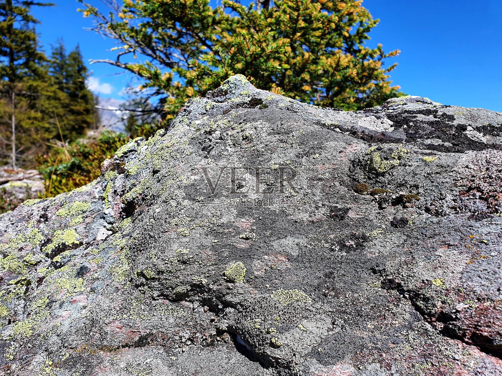 石头与地衣照片摄影图片