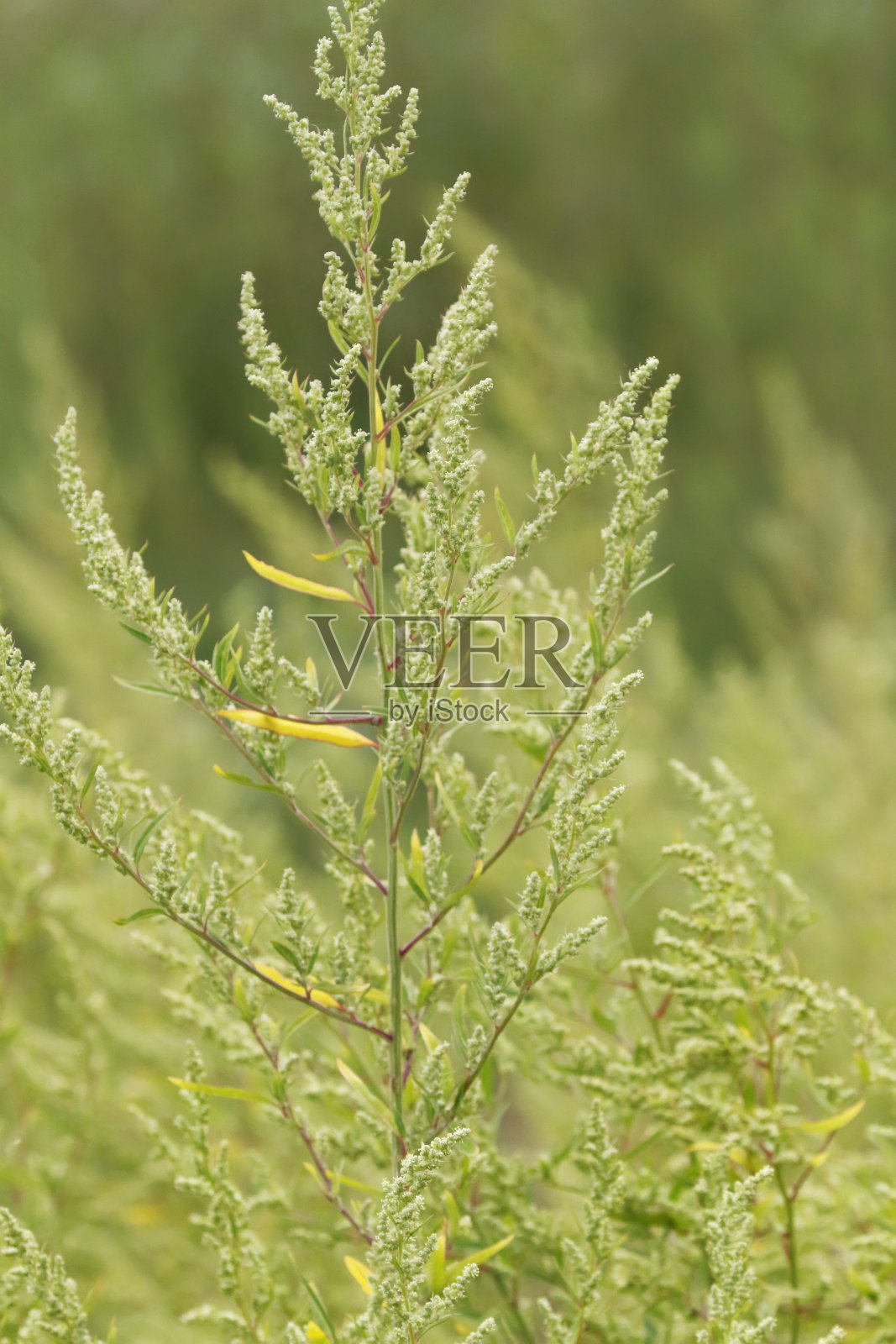 开花的艾蒿（Artemisia vulgaris）照片摄影图片