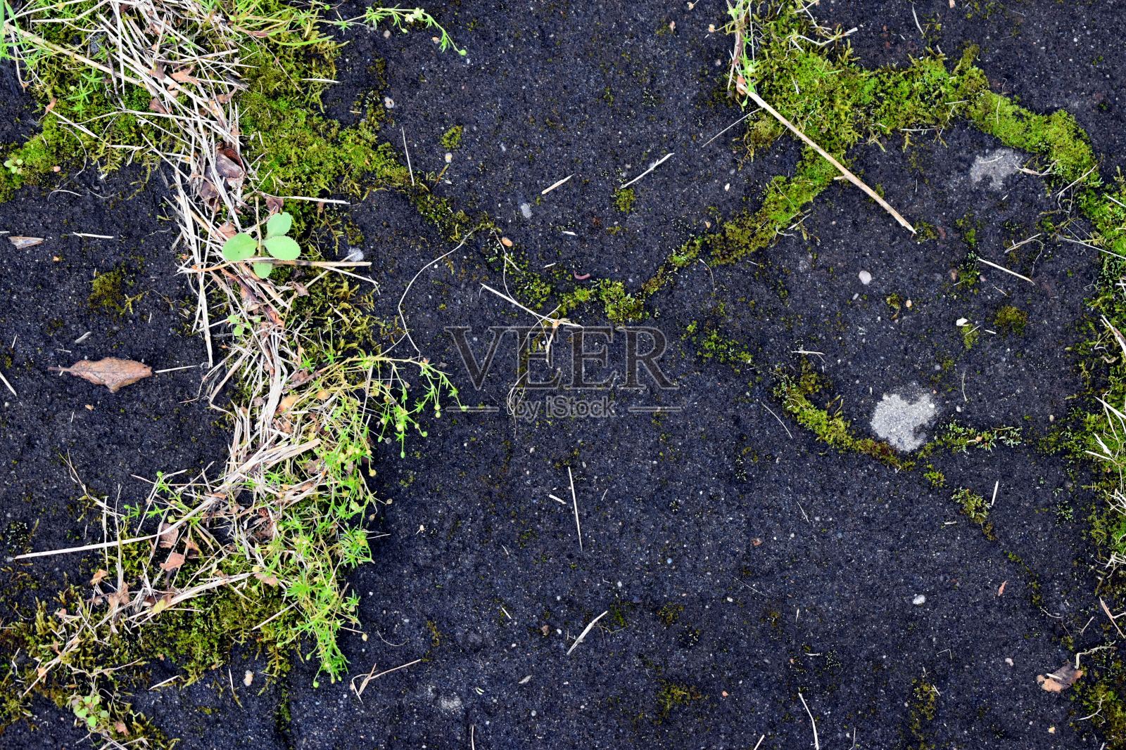旧柏油路上长满了苔藓和青草照片摄影图片
