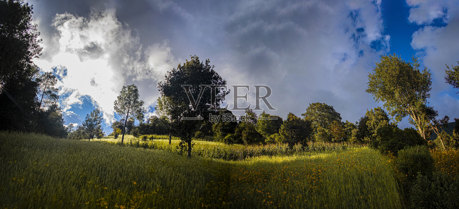 小麦种植和山地树木全景景观照片摄影图片