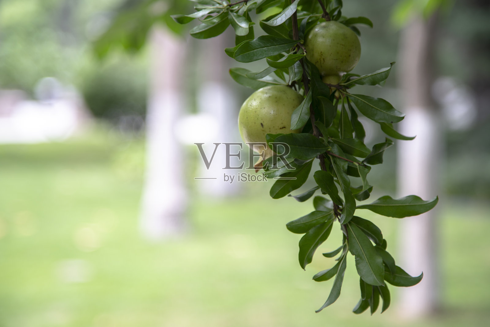 野果挂在枝头照片摄影图片