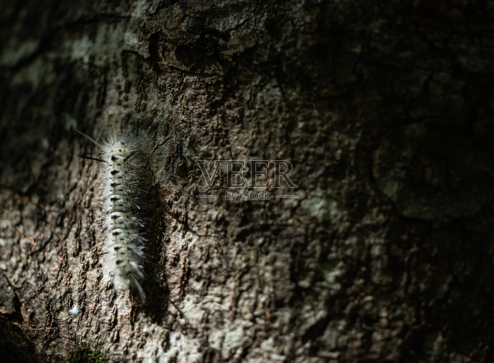 山核桃草丛卡特彼勒照片摄影图片