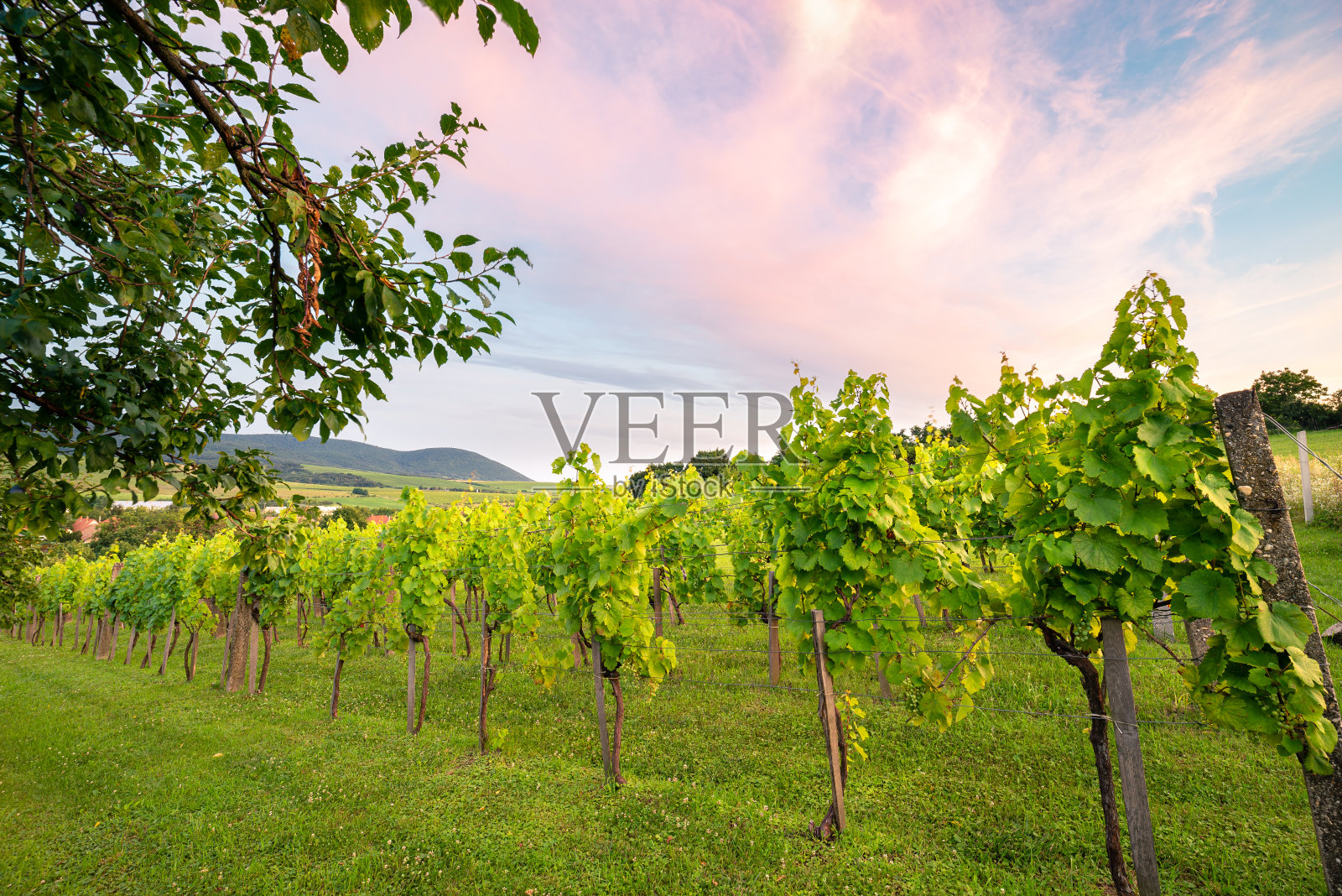 葡萄园里的葡萄树在五彩缤纷的天空下照片摄影图片