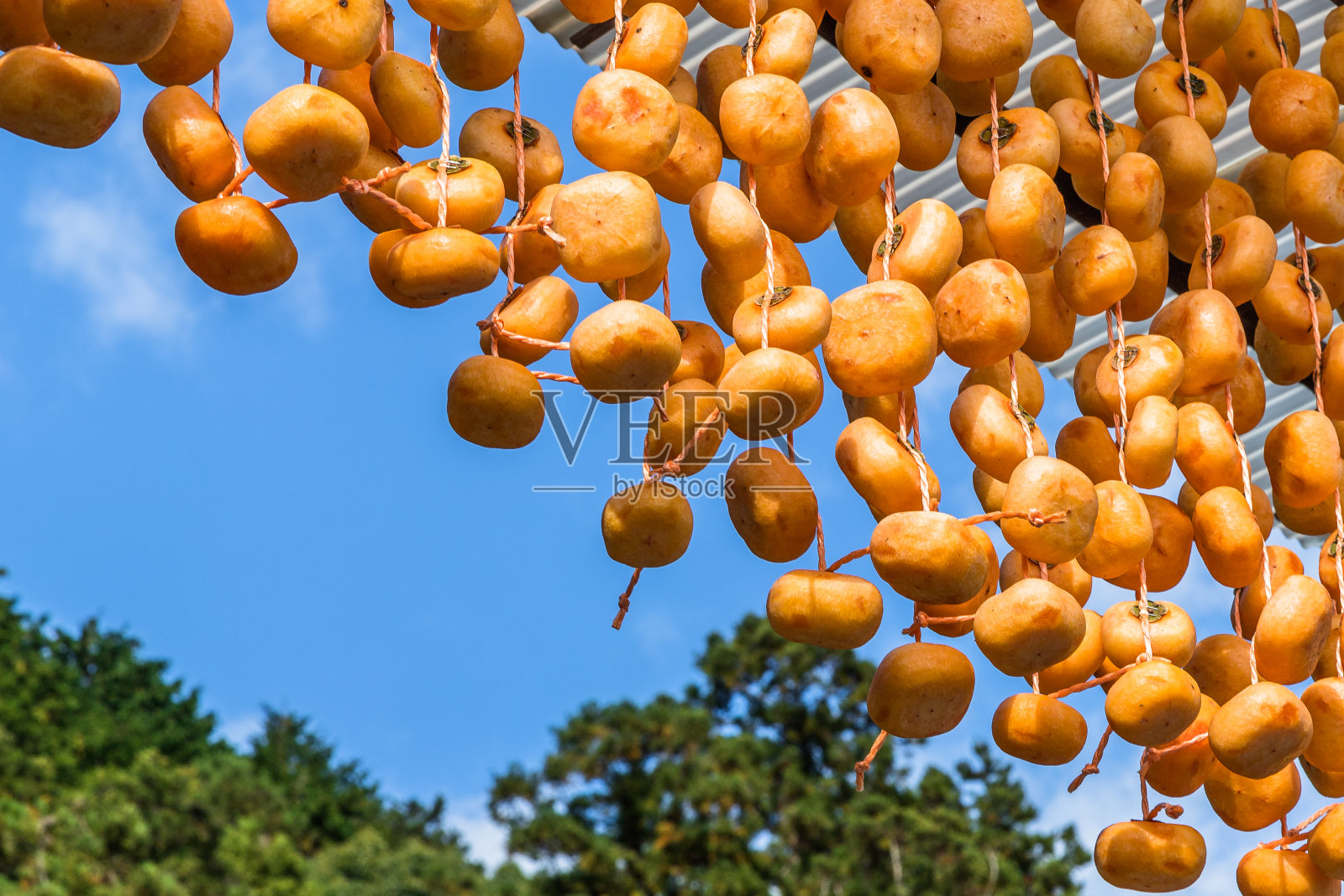 柿子的故乡照片摄影图片