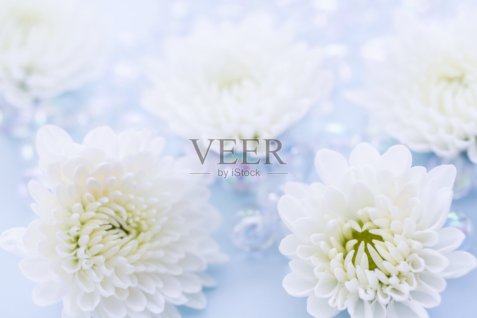 白色的菊花照片摄影图片